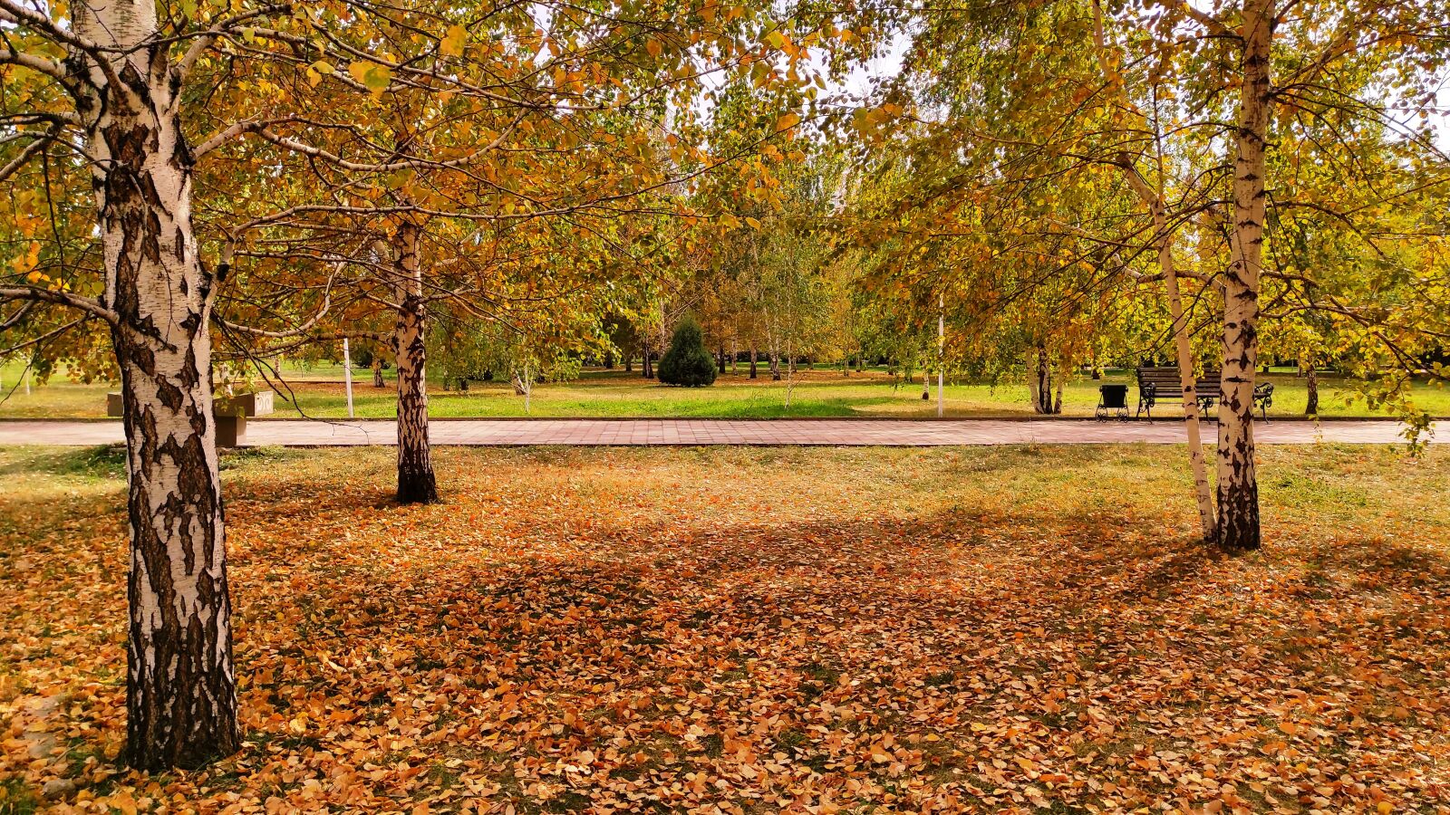 Xiaomi Redmi Note 9 Pro sample photo. осень, парк, деревья photography