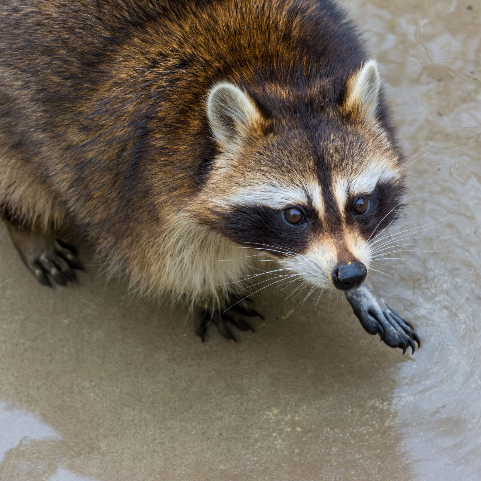Nikon D5200 sample photo. Animal, look, nature, raccoon photography