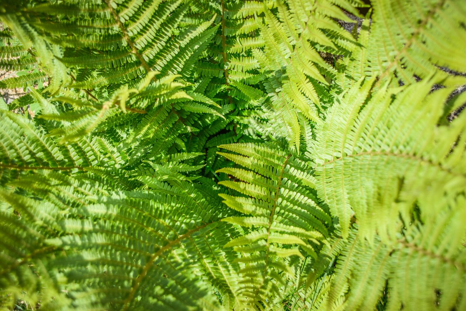 Nikon D5300 sample photo. Bracken, green, fern photography