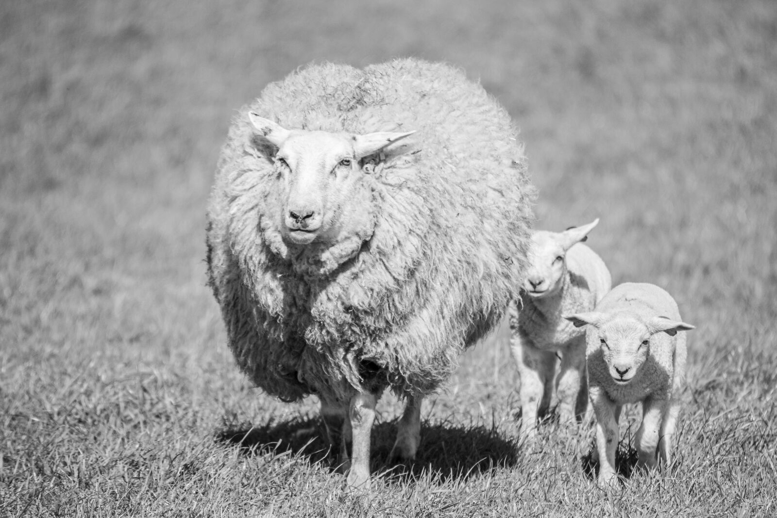 Nikon D600 sample photo. Sheep, lamb, farm photography
