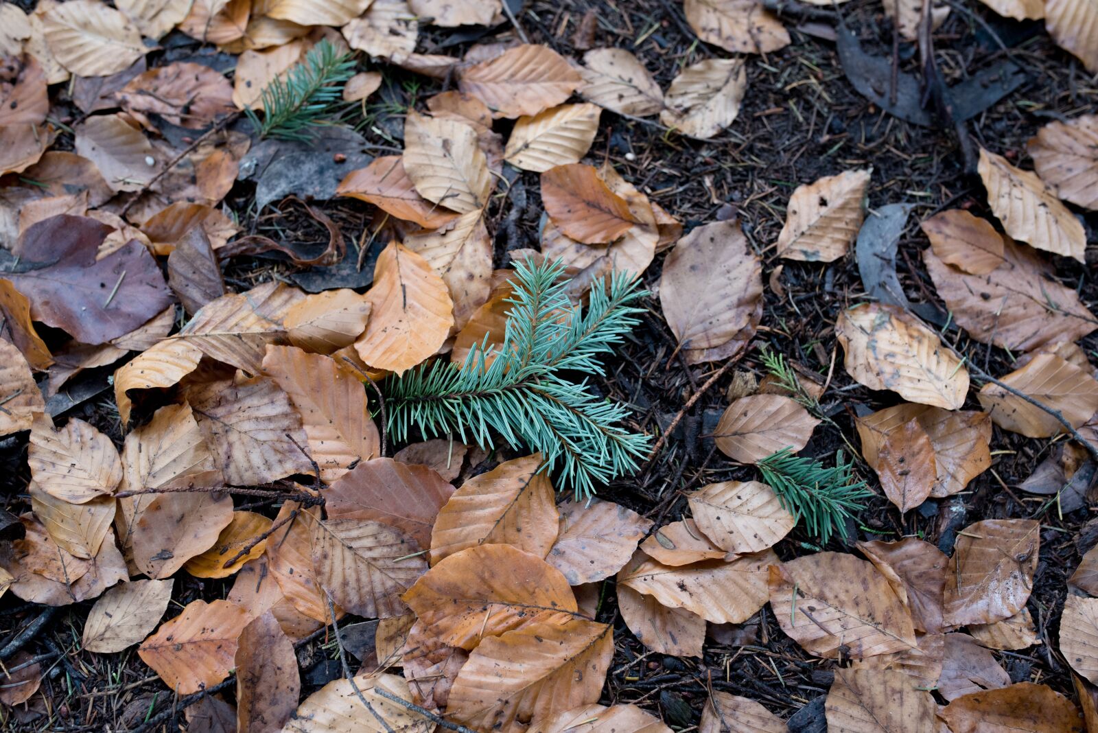 Nikon D750 sample photo. Autumn, leaves, autumn leaves photography