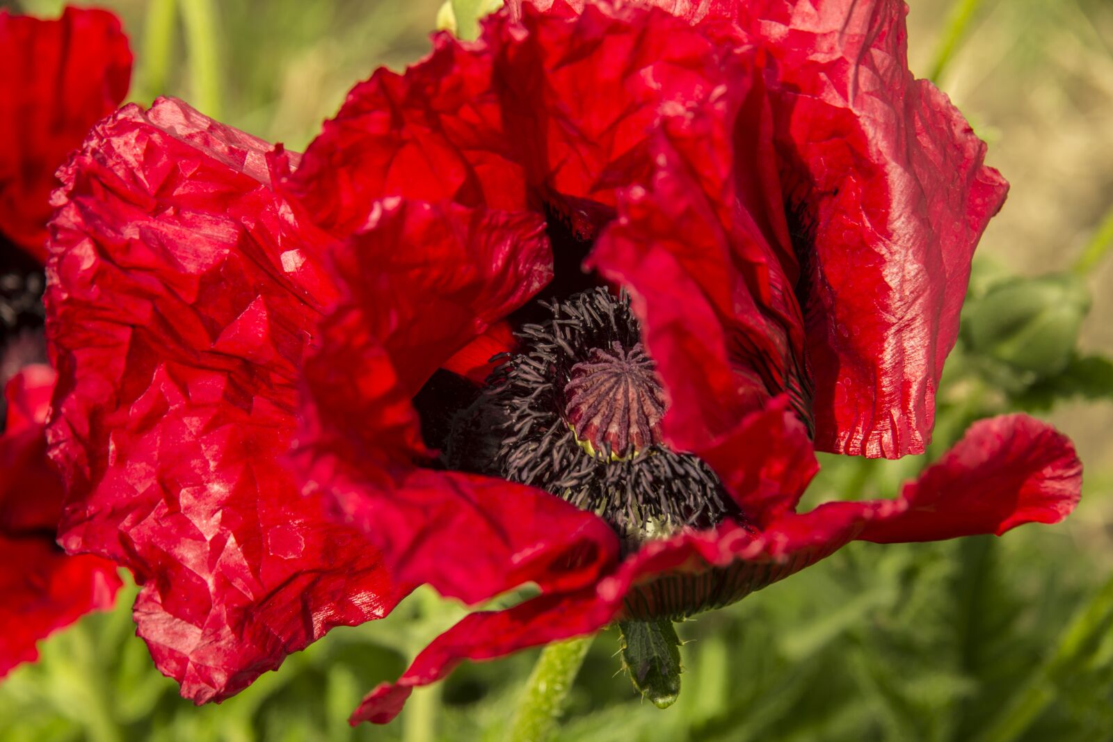 Canon EF-S 17-85mm F4-5.6 IS USM sample photo. Poppy, poppy seed, red photography