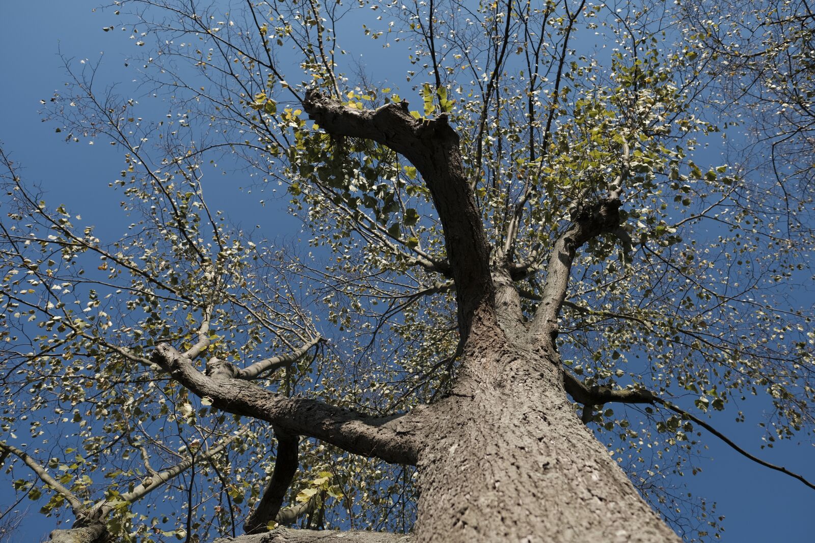 Fujifilm X-T3 + Fujifilm XF 16mm F1.4 R WR sample photo. Tree, autumn, nature photography