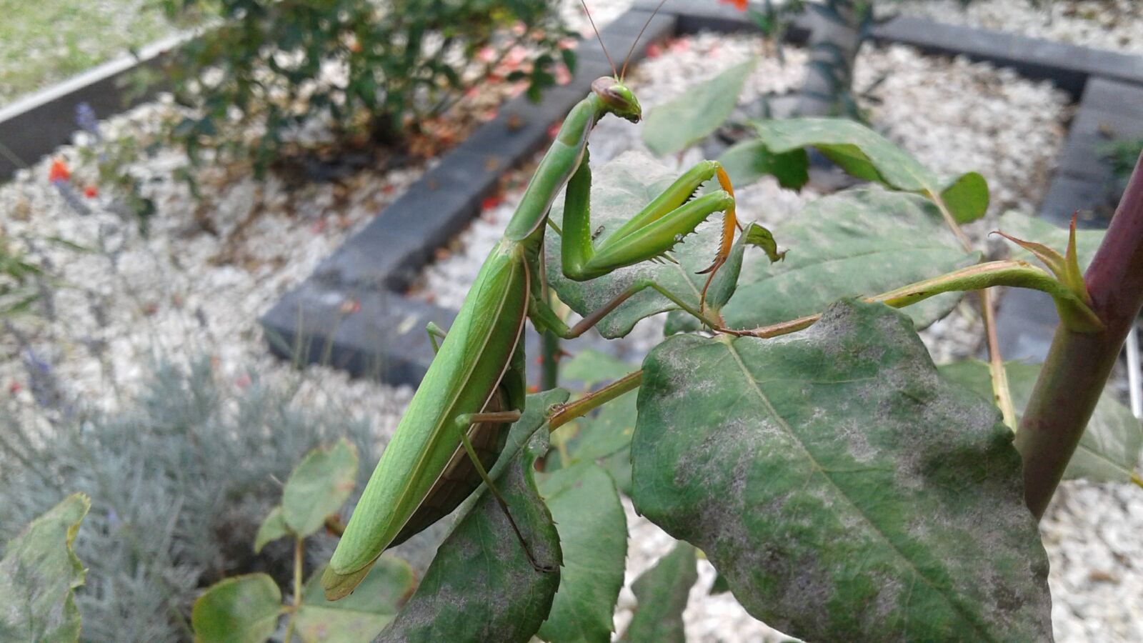 Samsung Galaxy J1 sample photo. Mantis, insect, nature photography