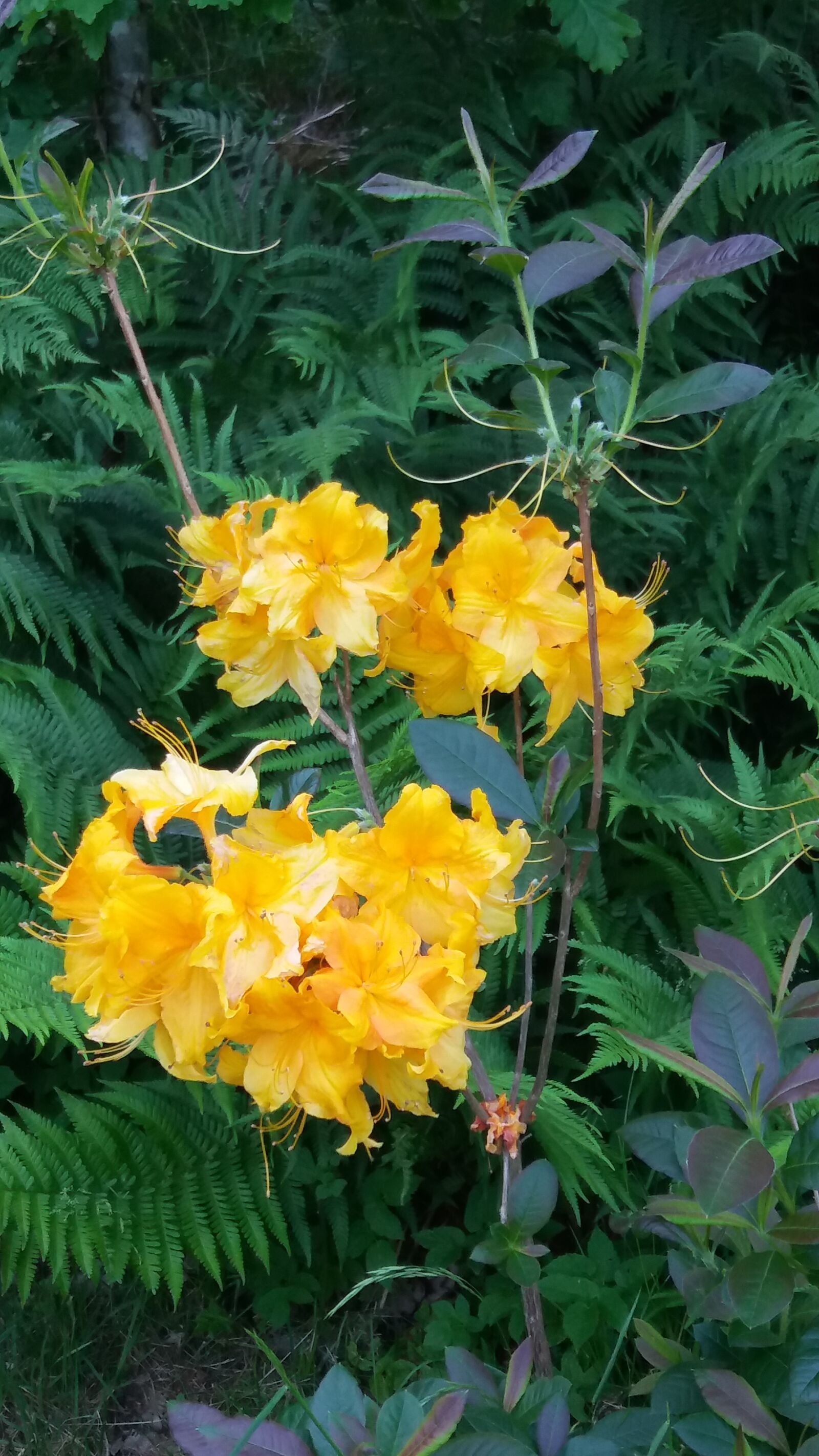 Samsung Galaxy J5 sample photo. This, flowers, june photography