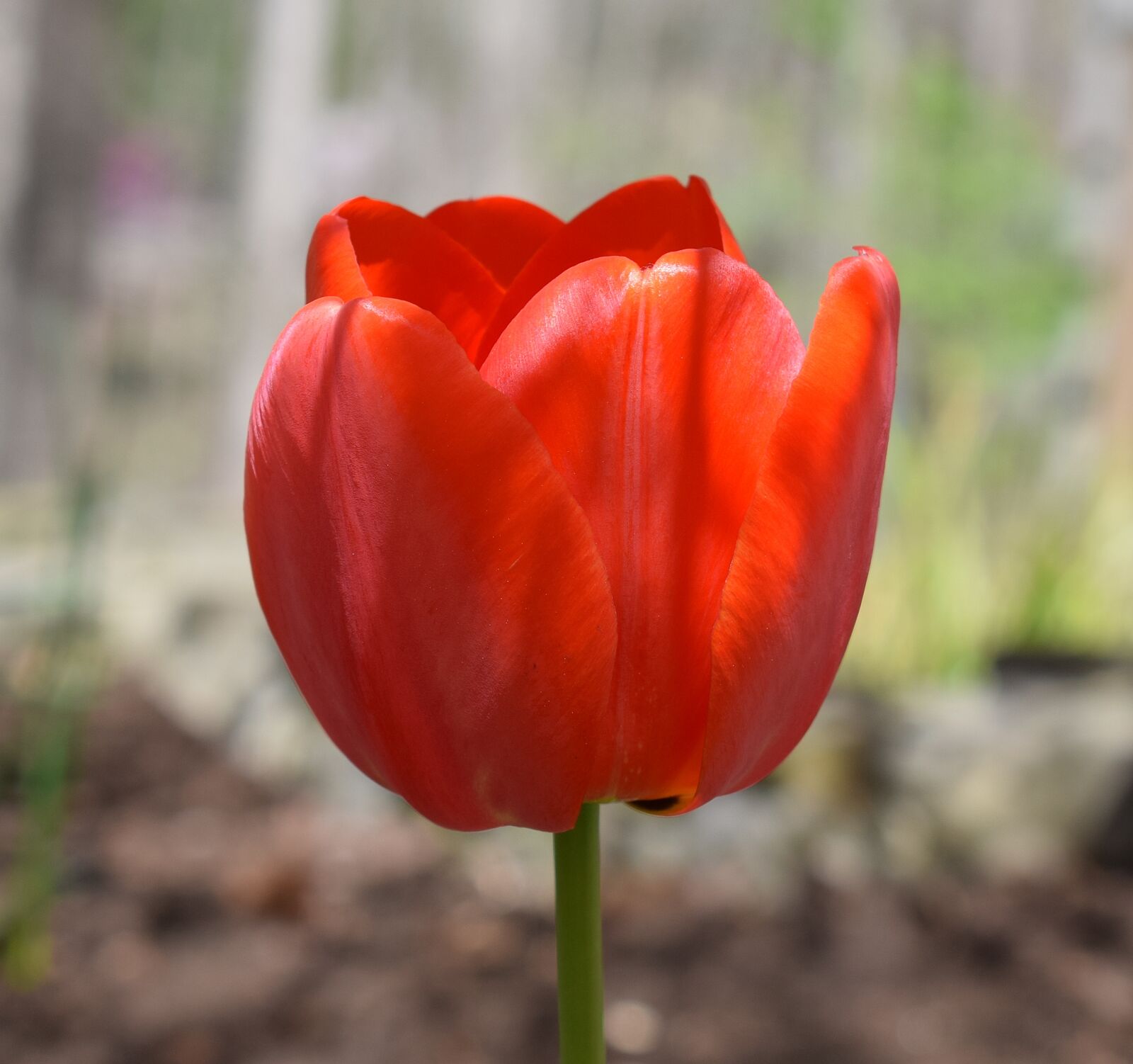 Nikon D3300 sample photo. Orange tulip, parrot tulip photography