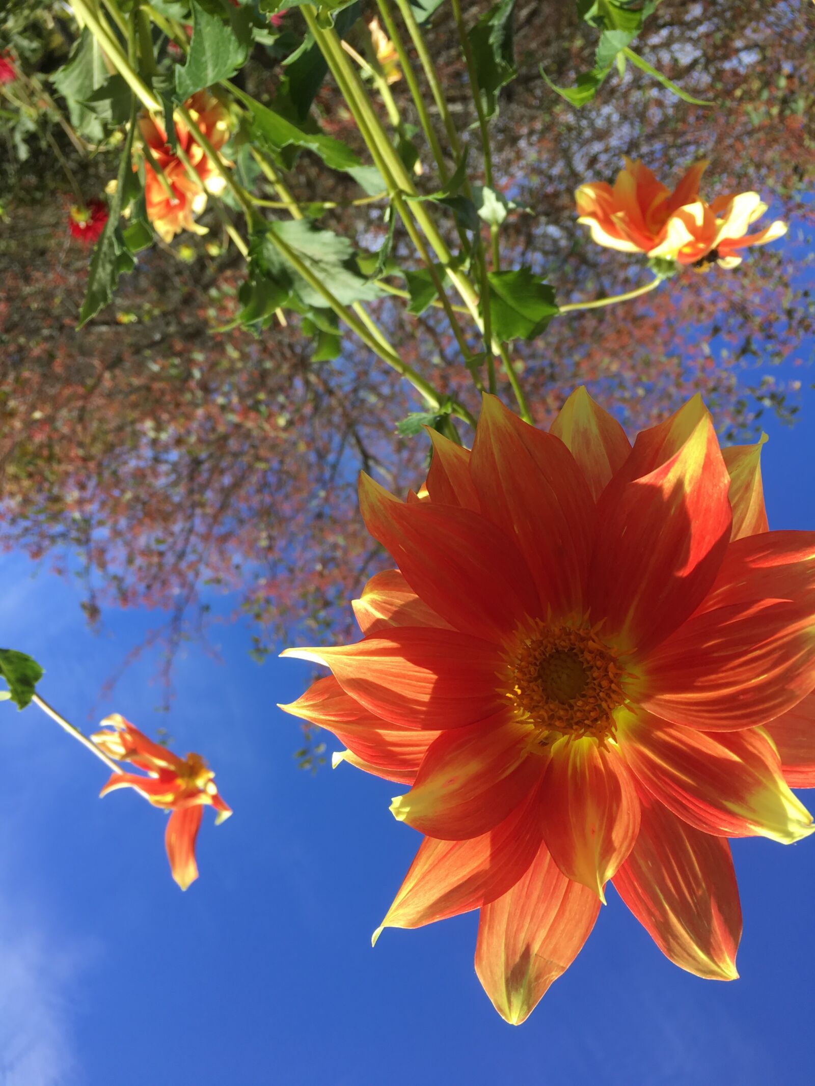 iPhone 6s back camera 4.15mm f/2.2 sample photo