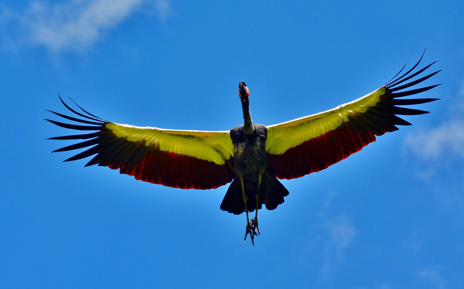 Nikon D5200 sample photo. Condor, bird, sky photography