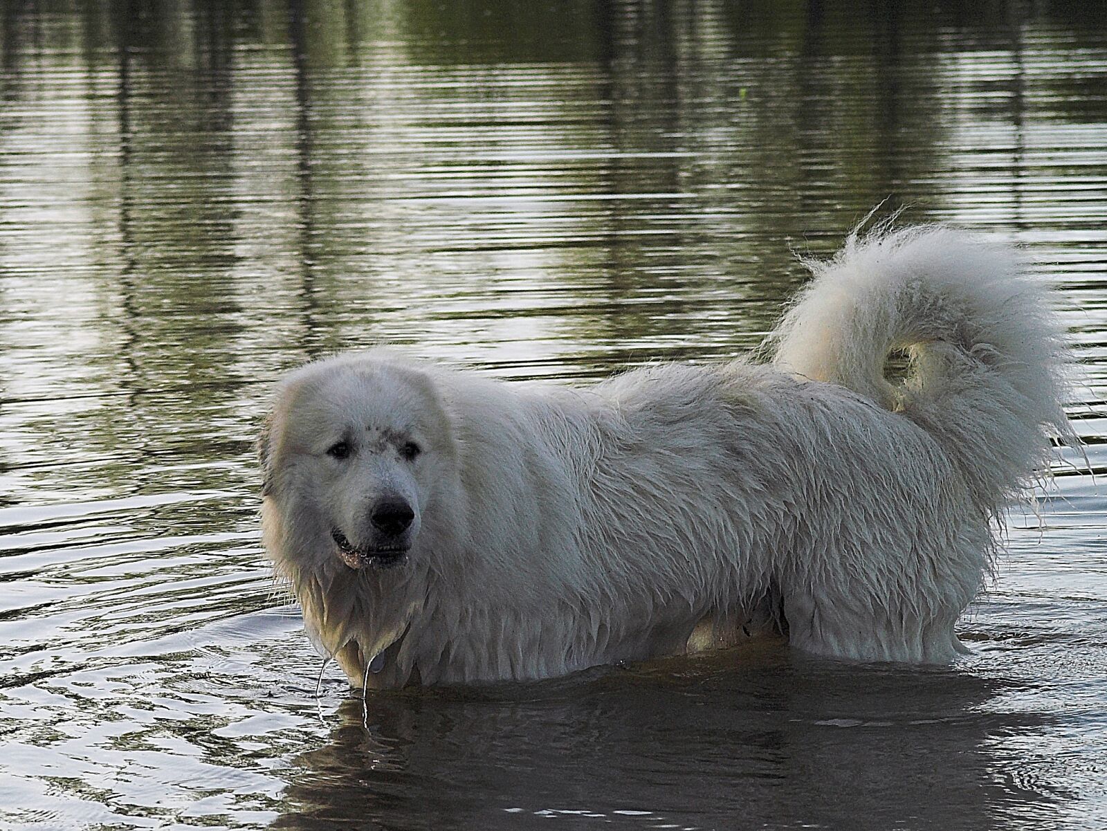 KONICA MINOLTA DYNAX 5D sample photo. Pyrenean mountain dog, water photography