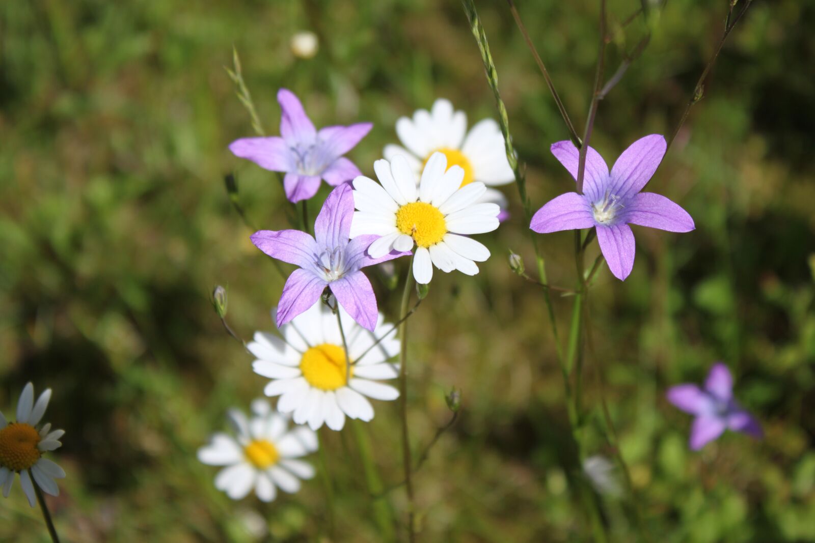 Canon EOS 500D (EOS Rebel T1i / EOS Kiss X3) sample photo. Wildflowers, daisies, flower photography