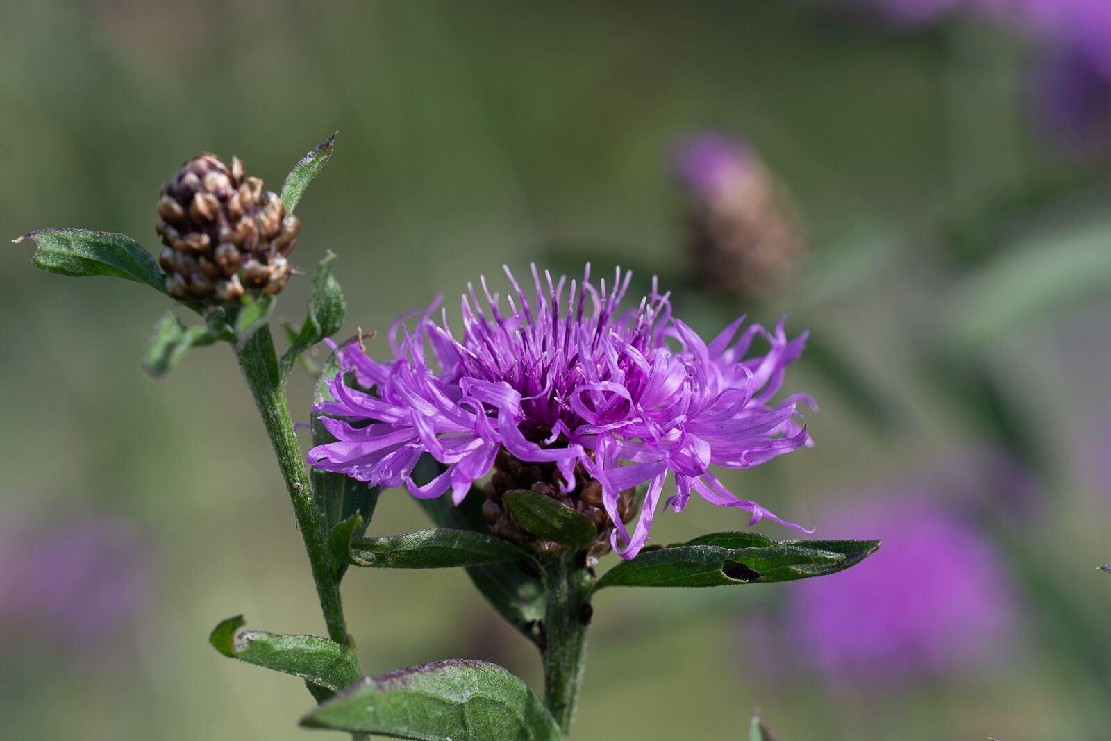Nikon D7100 sample photo. Knapweed, purple, flower photography