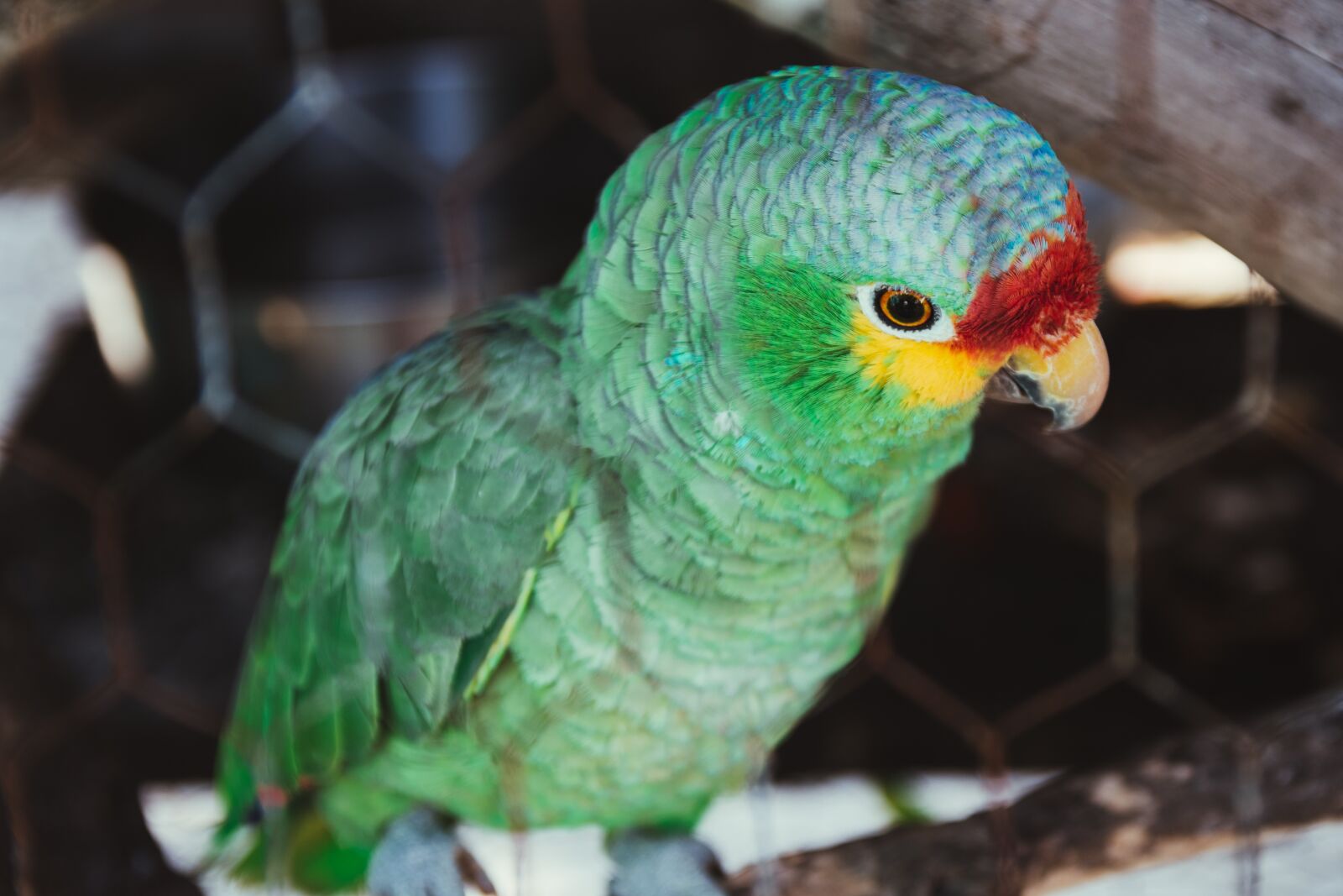 Nikon D5600 sample photo. Parrot, bird, colorful photography