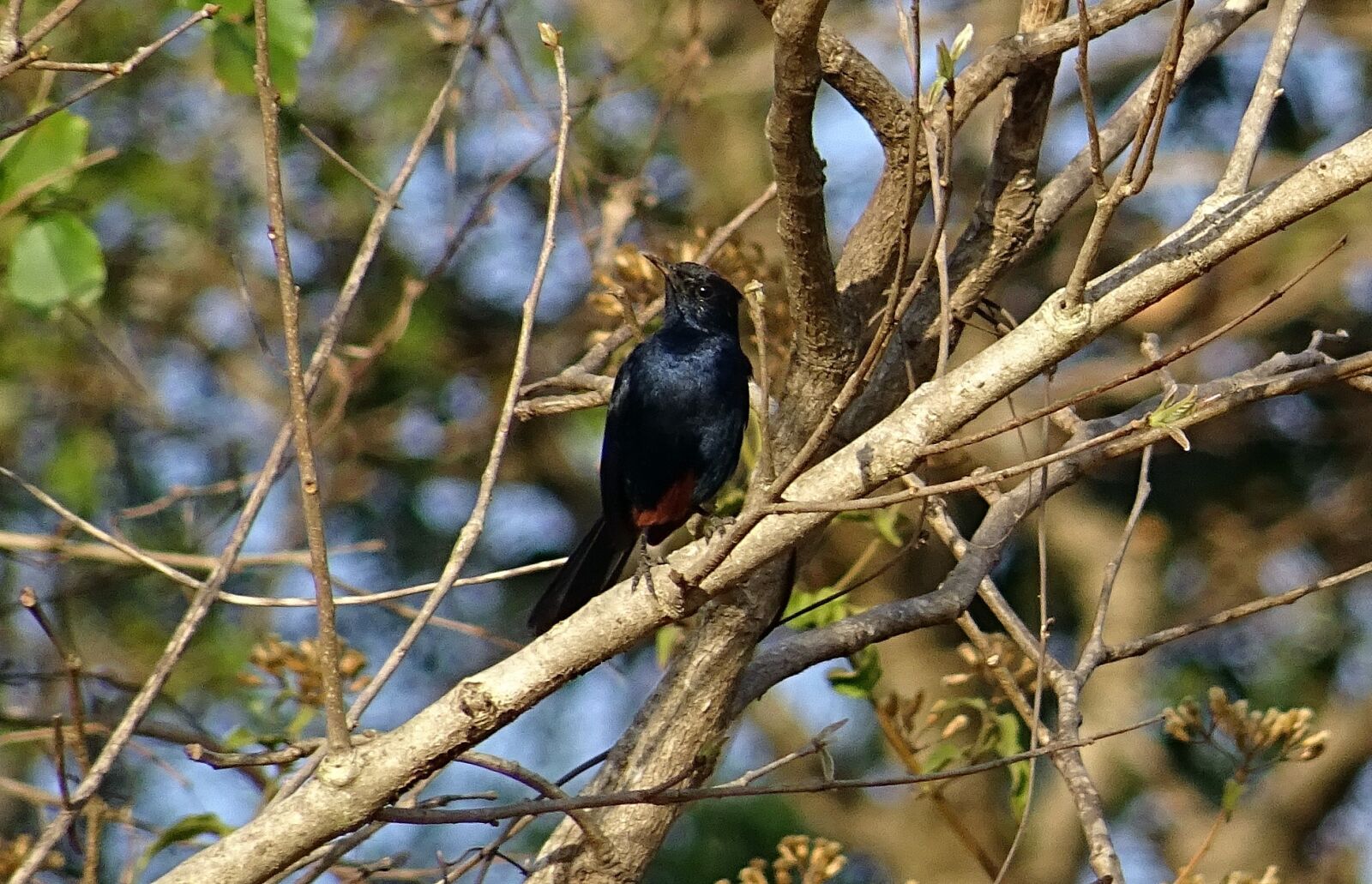 Sony DSC-HX60V sample photo. Bird, robin, indian robin photography