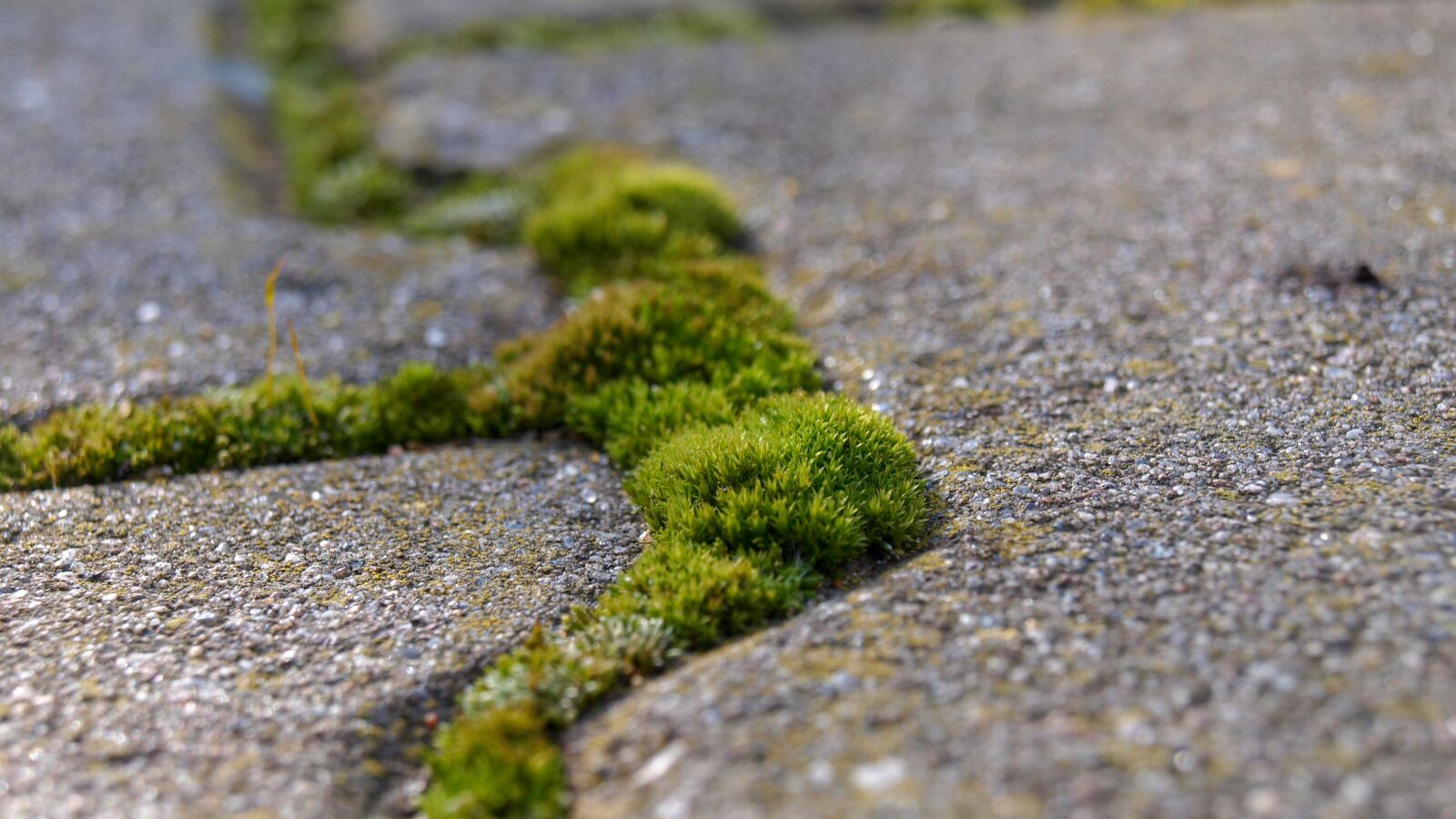 OLYMPUS 14-42mm Lens sample photo. Nature, moss, stone photography