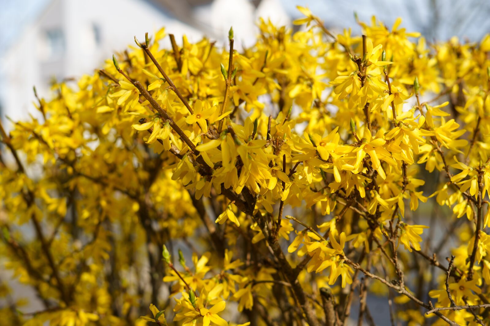 Sony a7 III + Sony FE 50mm F1.8 sample photo. Spring, flower, plant photography