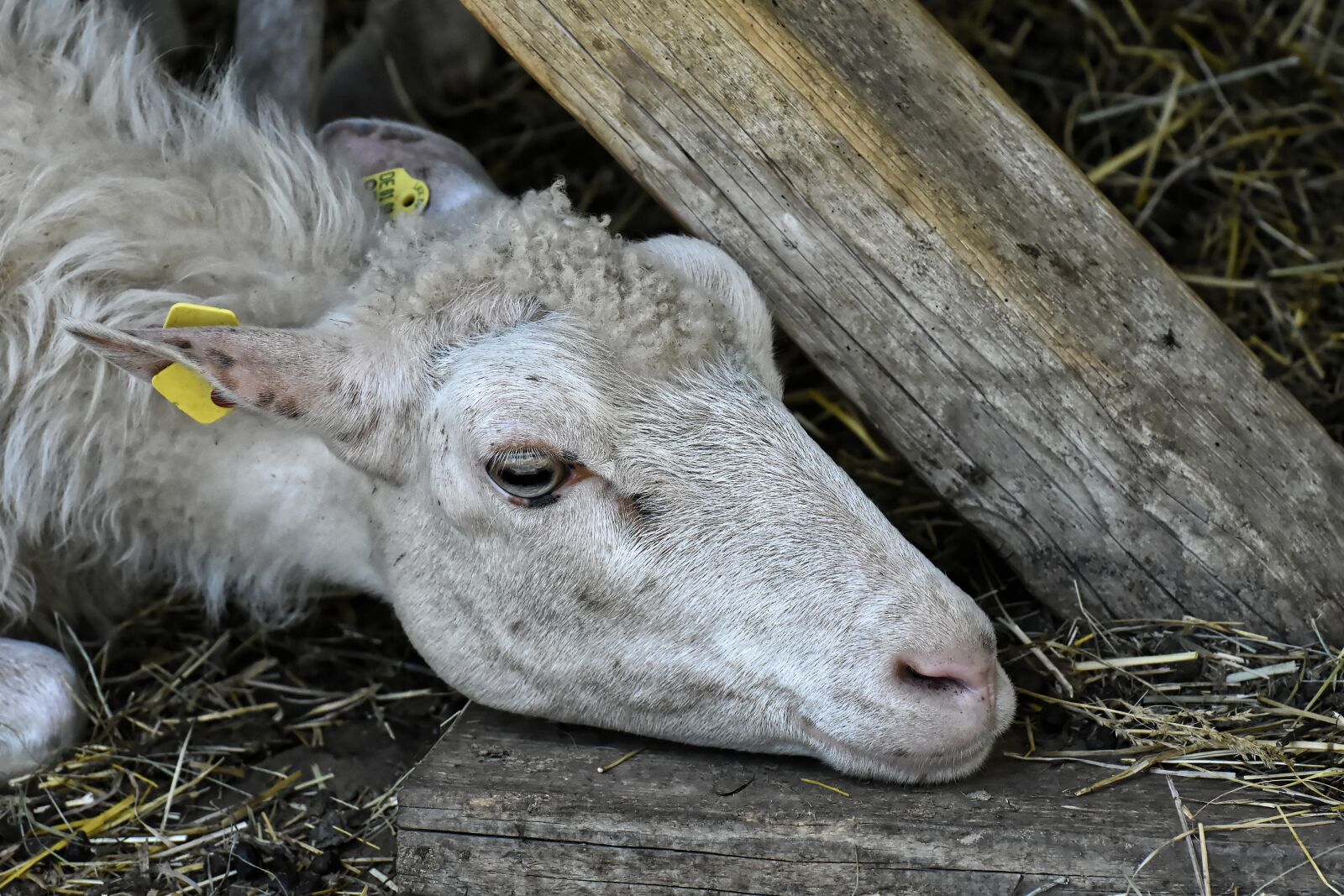 Nikon D7200 sample photo. Sheep, farm, animal photography
