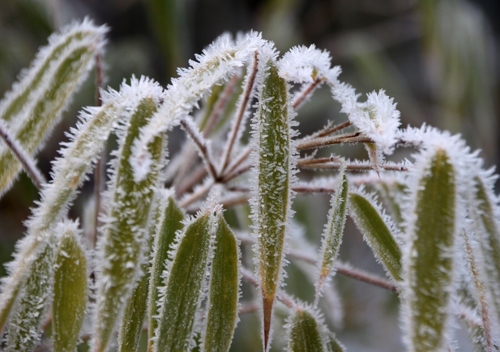 Canon EOS 650D (EOS Rebel T4i / EOS Kiss X6i) sample photo. Frozen, frost, iced photography