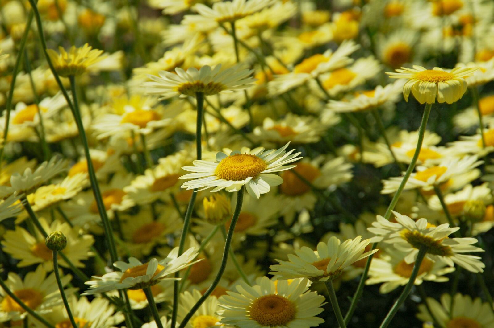 Nikon D50 sample photo. Daisies, margriet, yellow photography