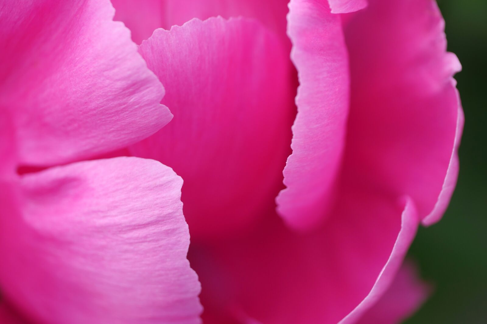 Panasonic Lumix DMC-GX8 sample photo. Peony, pink, petal photography