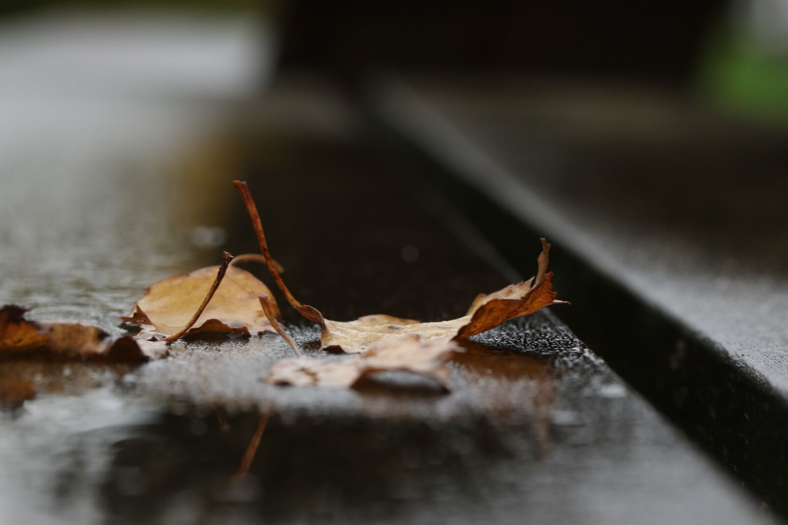 Canon EOS 7D Mark II sample photo. Autumn leaves, leaf, nature photography