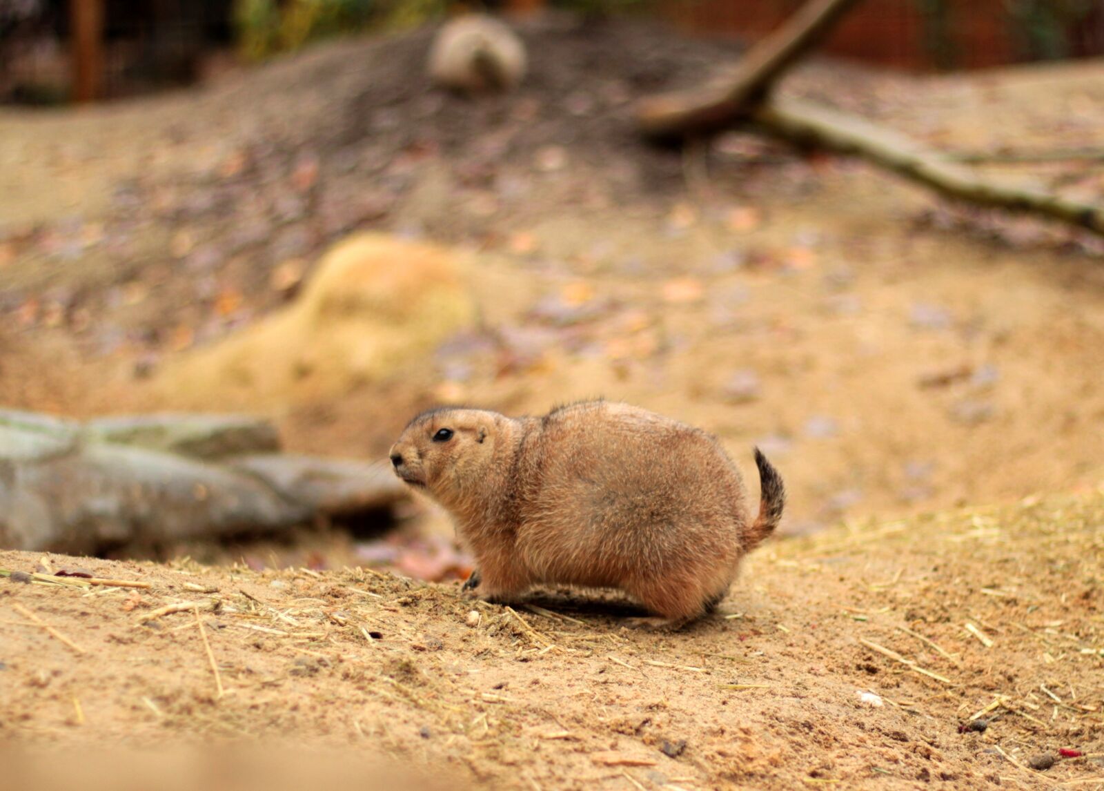 Canon EOS 600D (Rebel EOS T3i / EOS Kiss X5) + Canon EF 50mm F1.8 STM sample photo. Prairie dog, brown, rodent photography