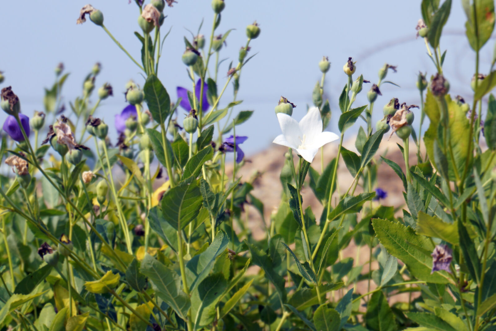 Sony a5100 sample photo