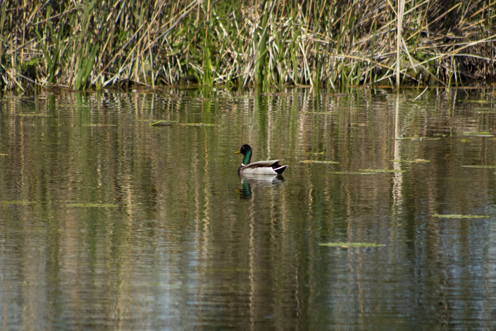 Canon EF75-300mm f/4-5.6 sample photo. Wild ducks, teal, duck photography