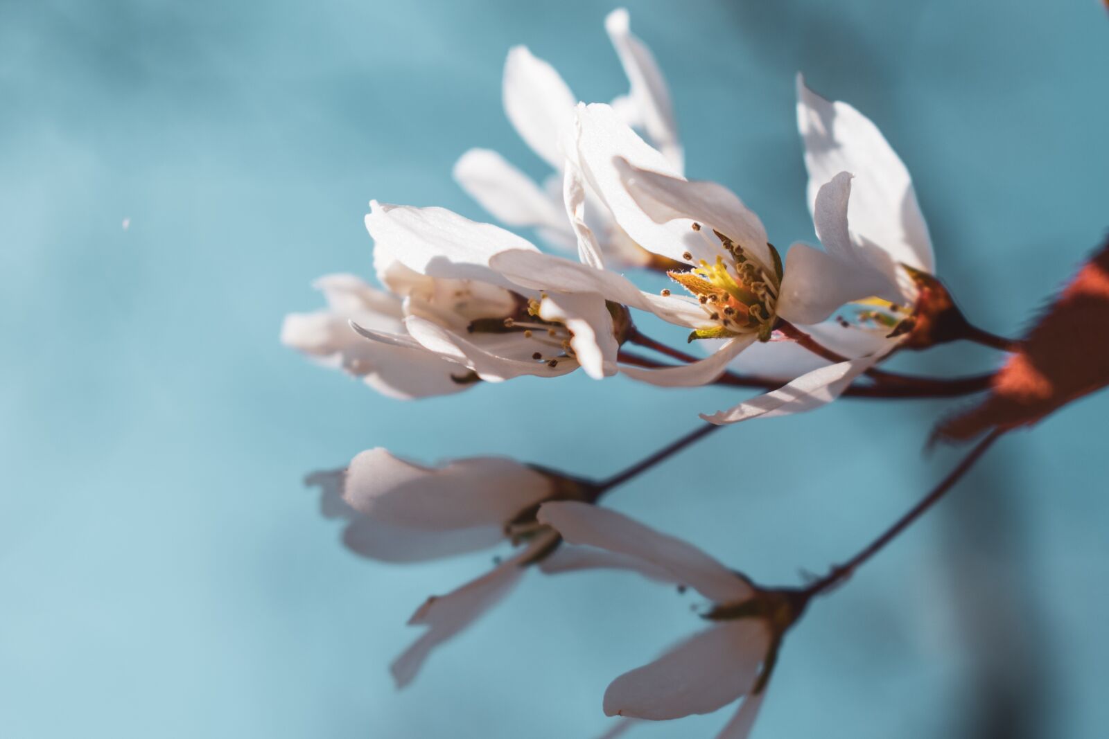 Nikon D5600 sample photo. Flower, spring, blossom photography