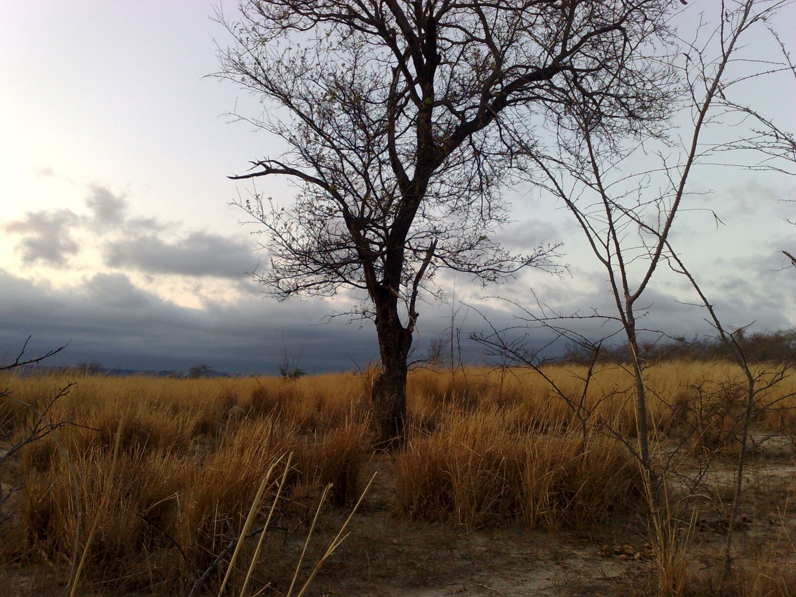 Nokia N95 8GB sample photo. Tree, landscape, brazil photography
