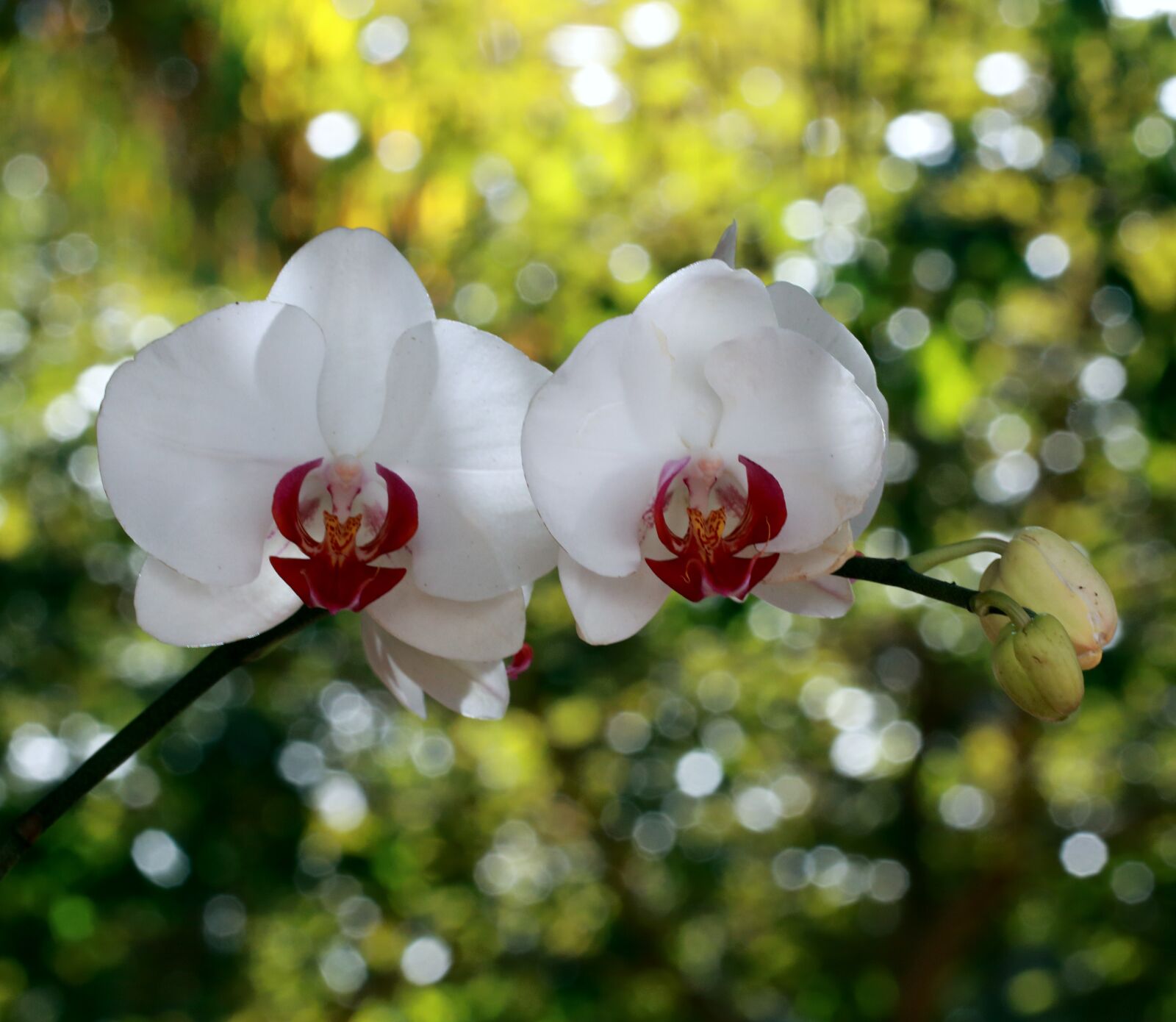 Canon EF 100mm F2.8L Macro IS USM sample photo. Orchid, flower, nature photography