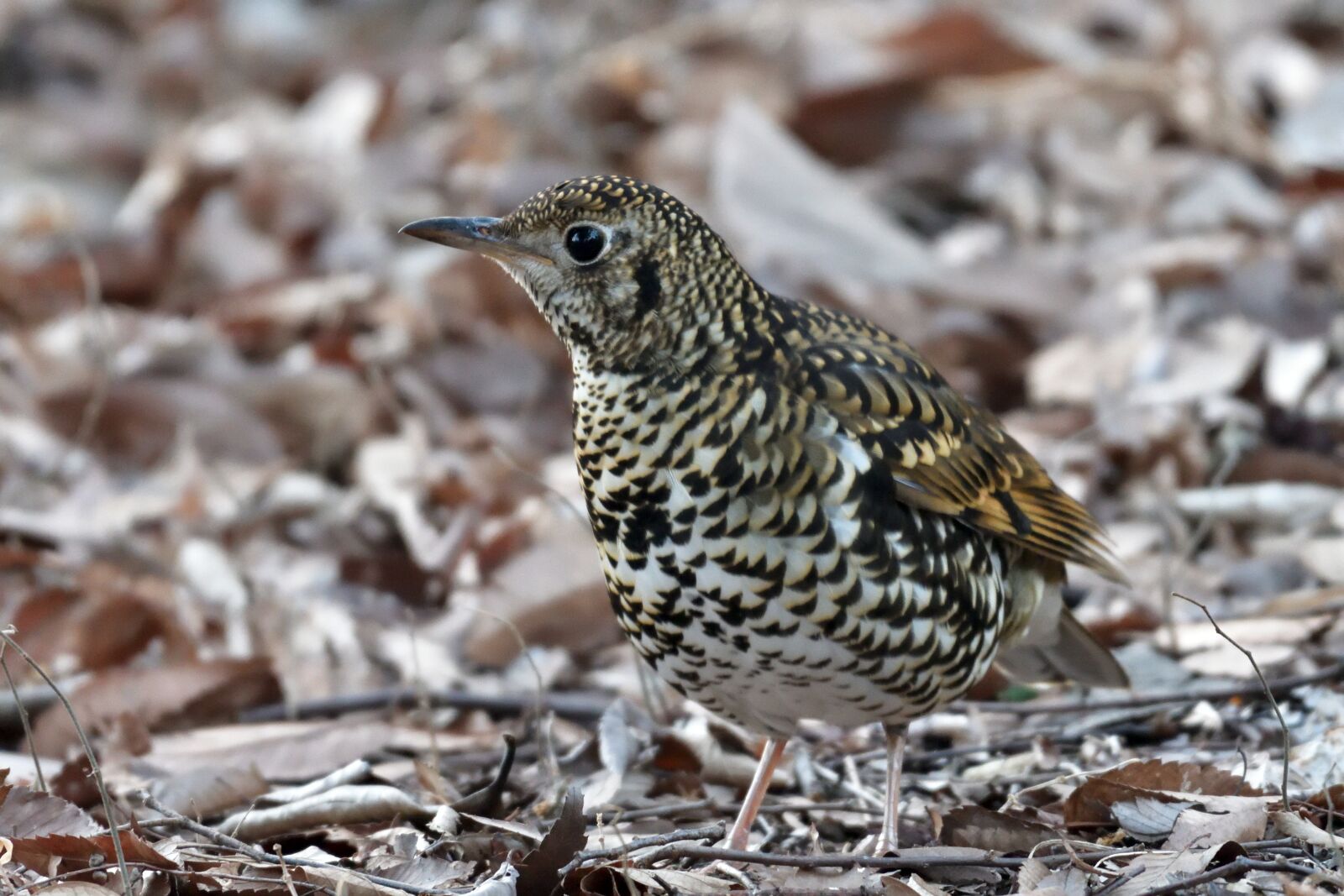 Nikon D500 sample photo. Natural, outdoors, bird photography