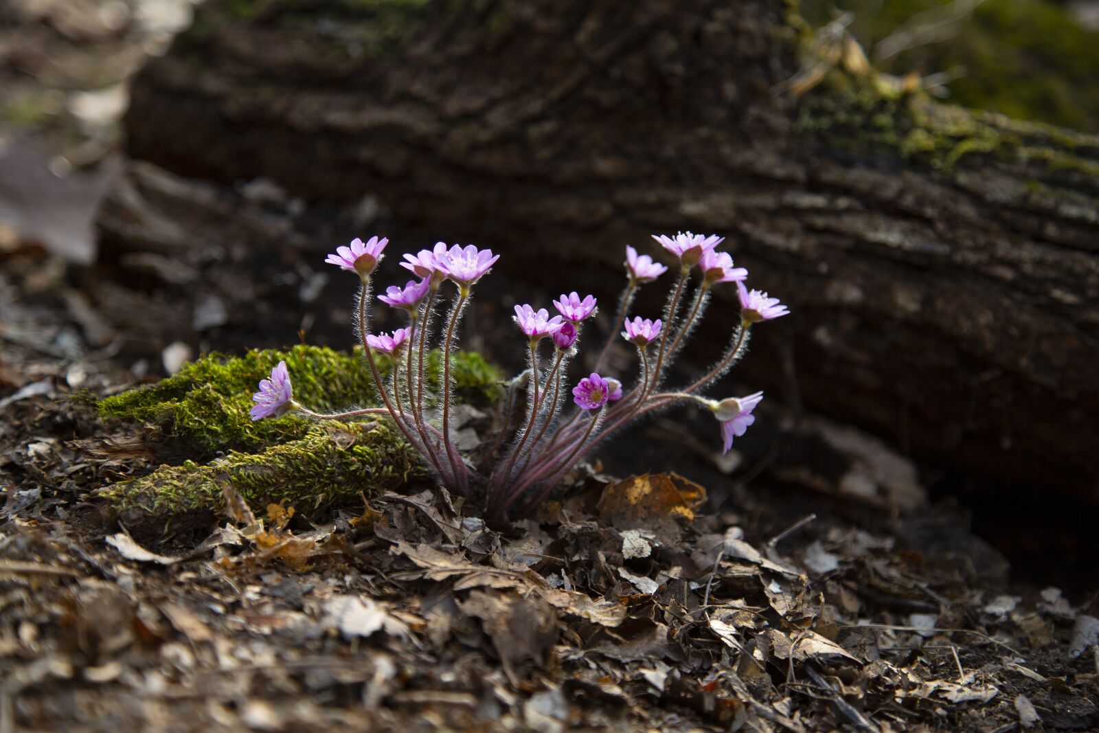 Canon EF 24-105mm F4L IS USM sample photo. Wildflower, hepatica, spring flowers photography
