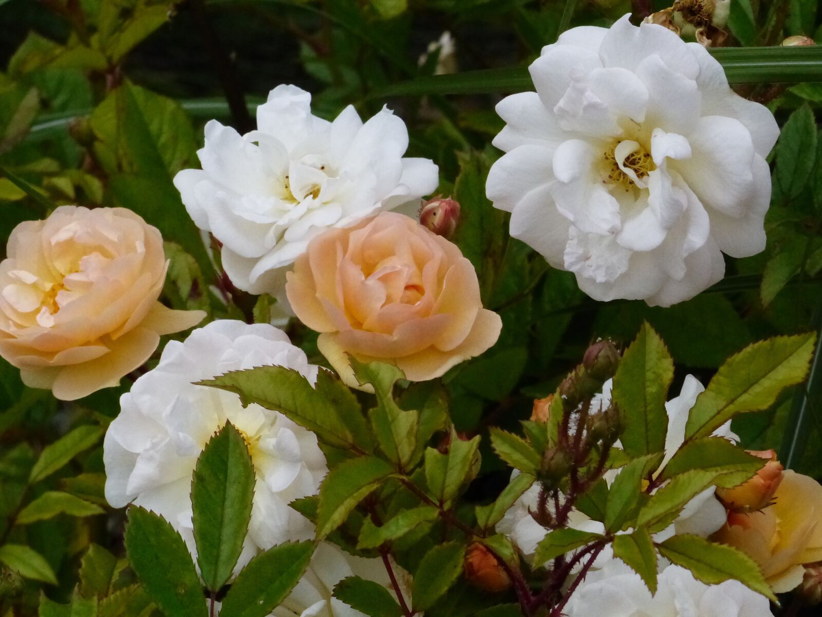 Panasonic Lumix DMC-FZ200 sample photo. Roses, flowers, colors photography