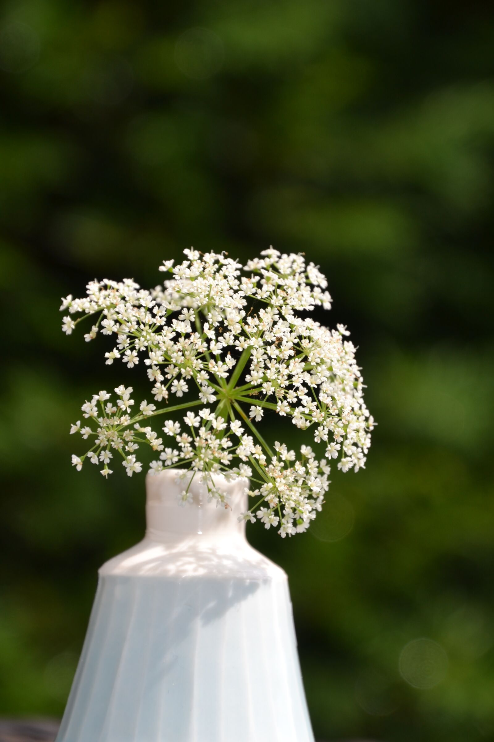 Nikon D3100 sample photo. Flower, white, bloom photography