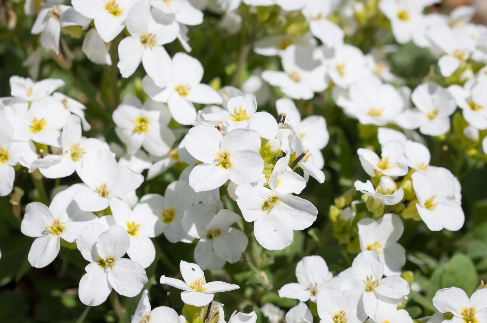 Nikon D90 sample photo. Cress, cruciferous, flowers photography