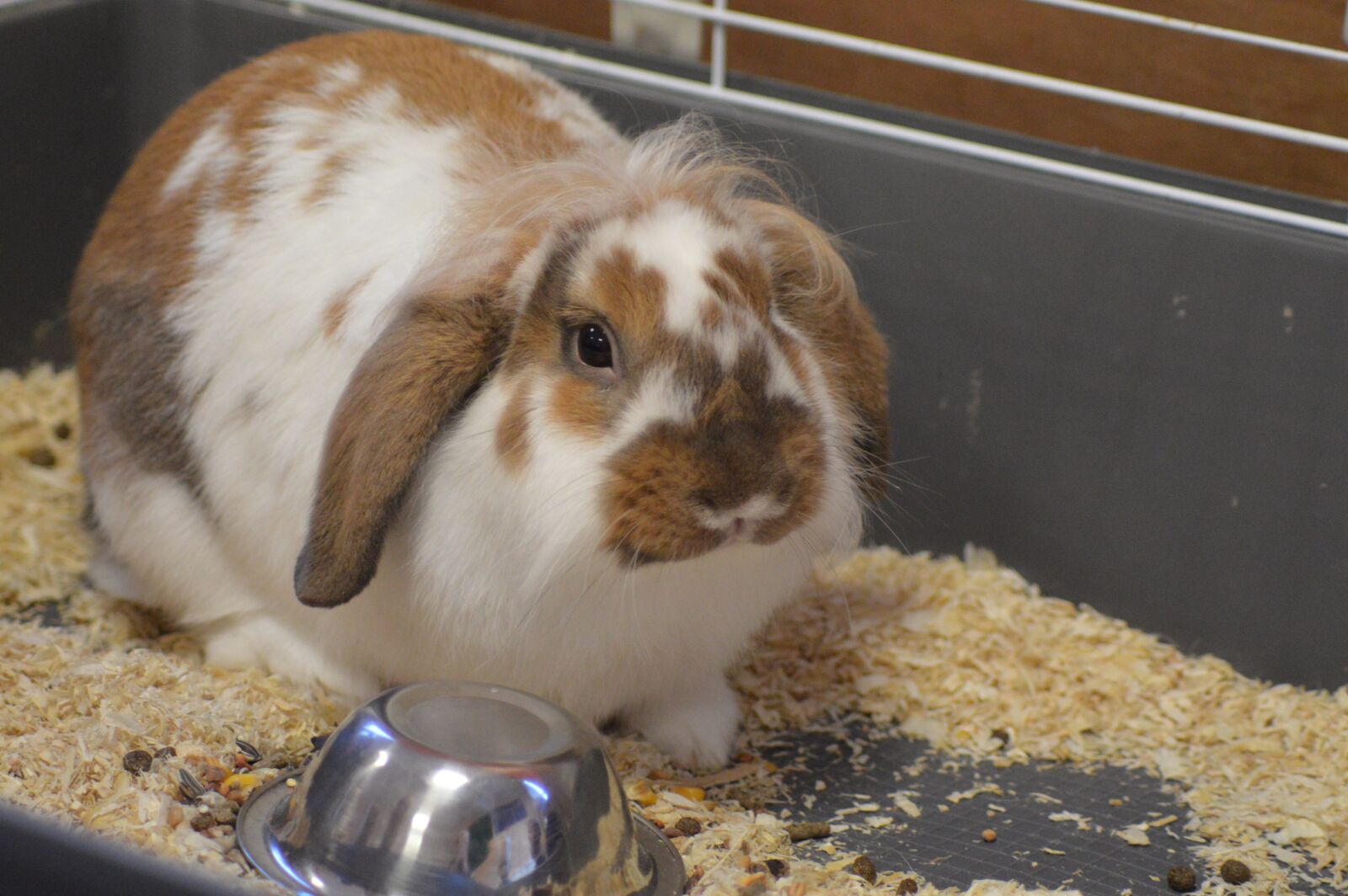 Nikon D3200 sample photo. Animal, company, rabbit photography