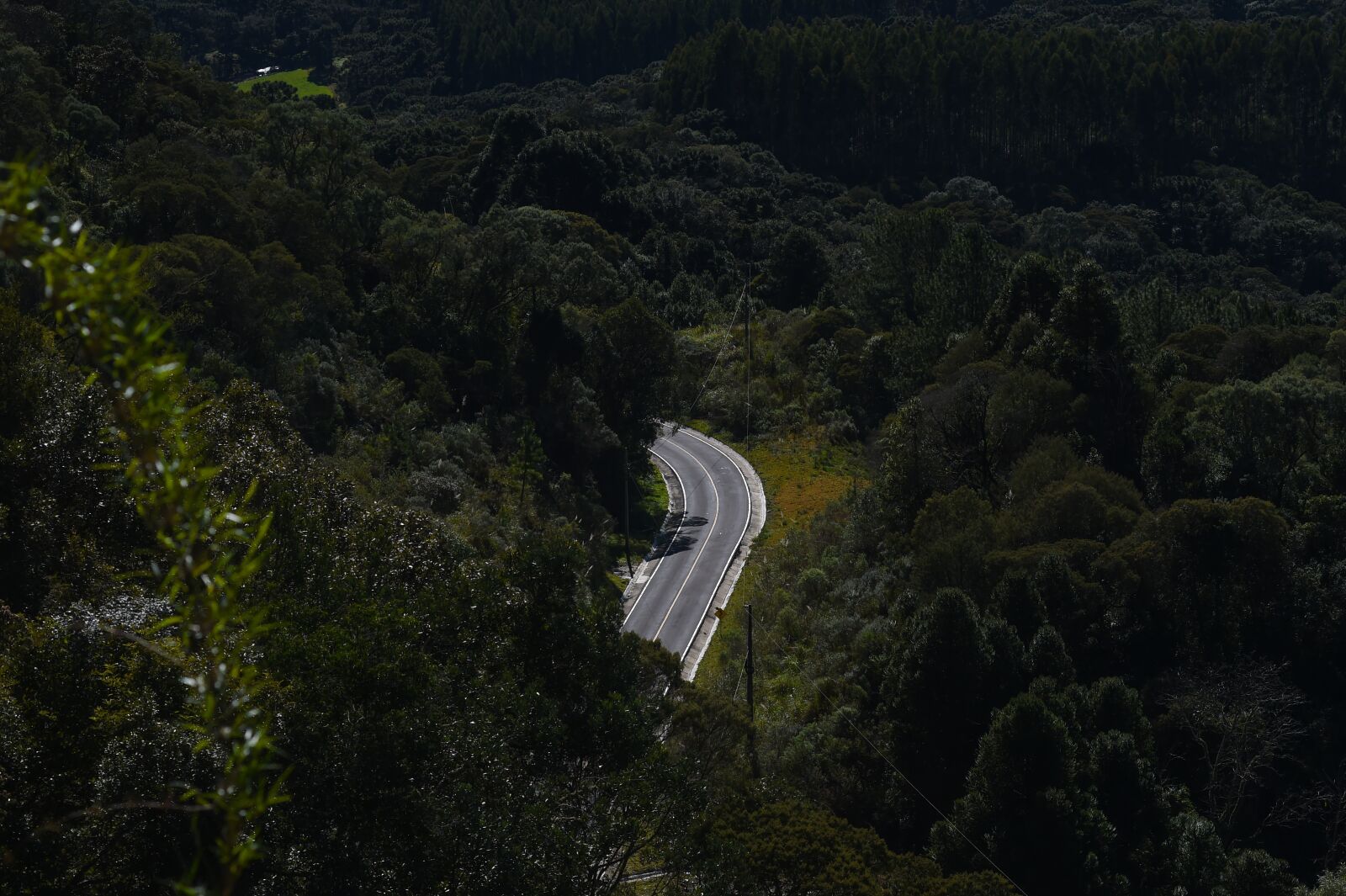 Nikon D4S sample photo. Road, trees, forest photography