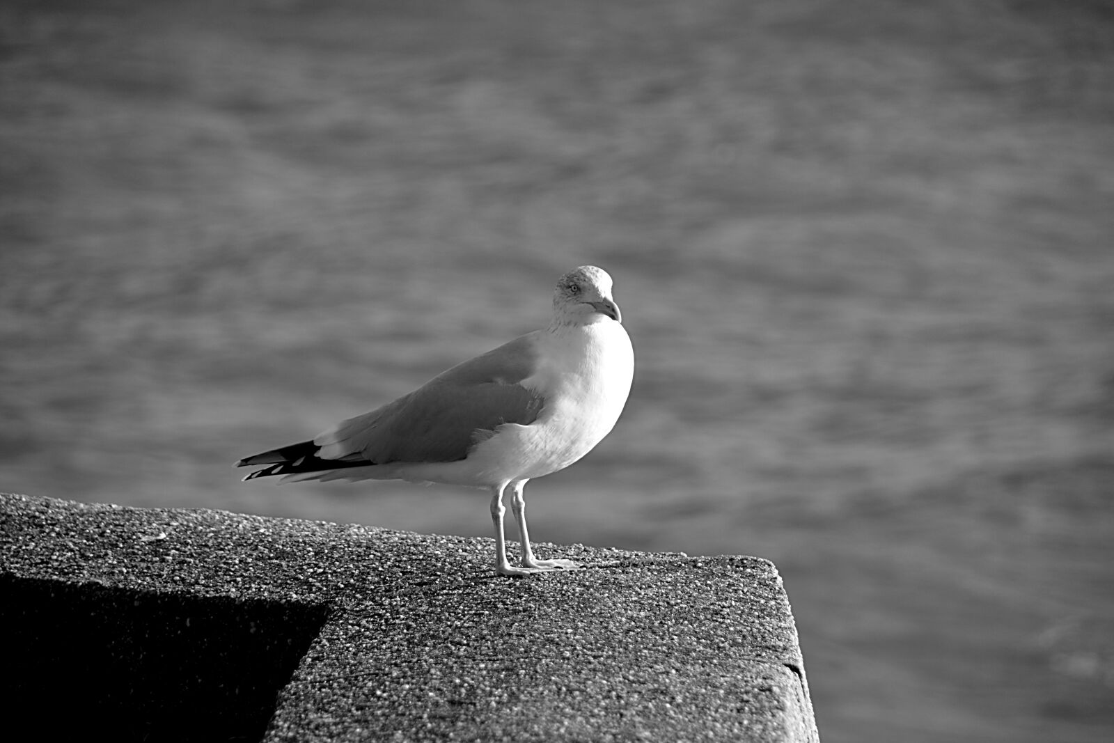 Nikon D5200 sample photo. Gull, bird, fauna photography