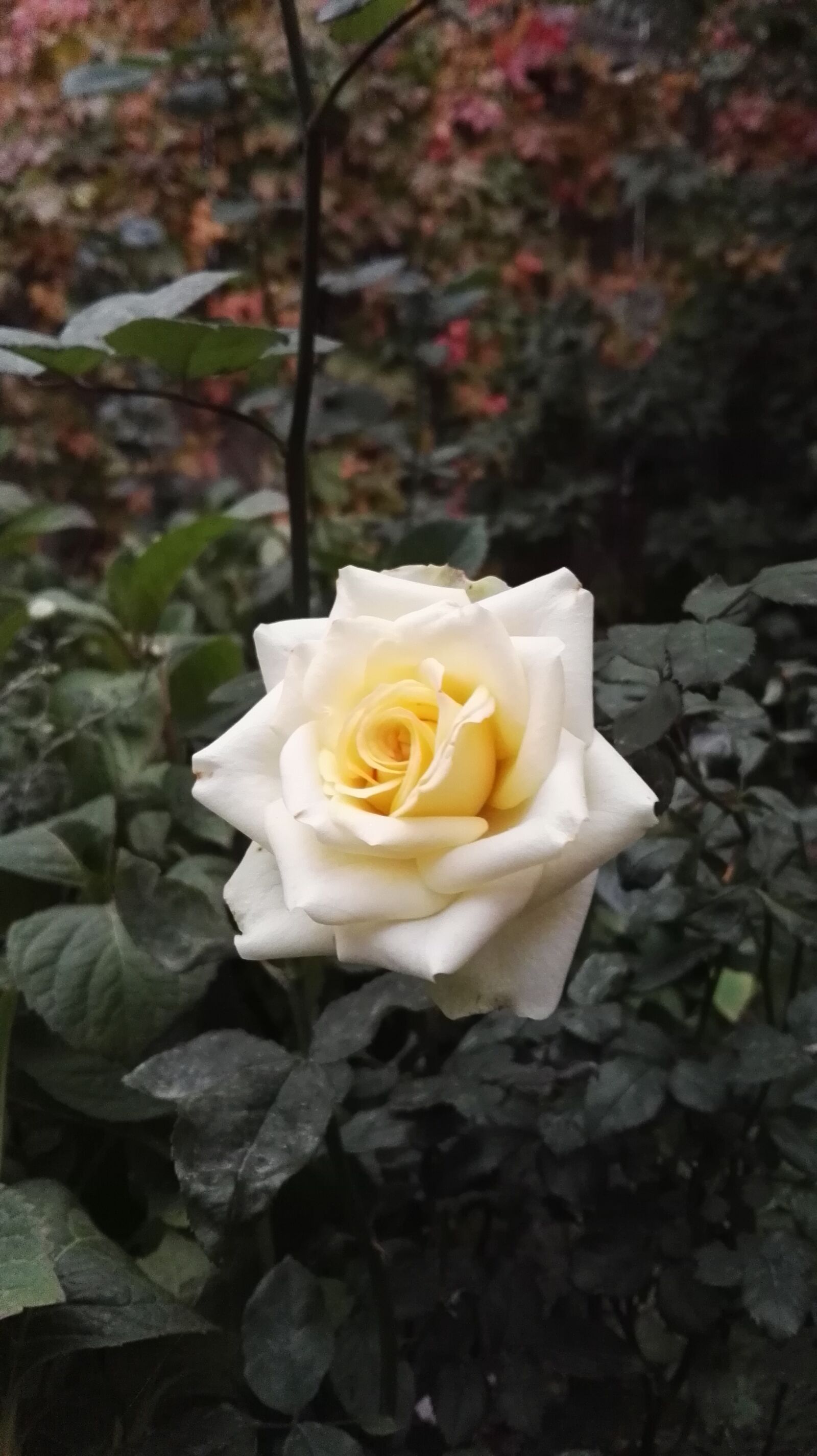 HUAWEI GRA-L09 sample photo. Rose, nature, flower photography