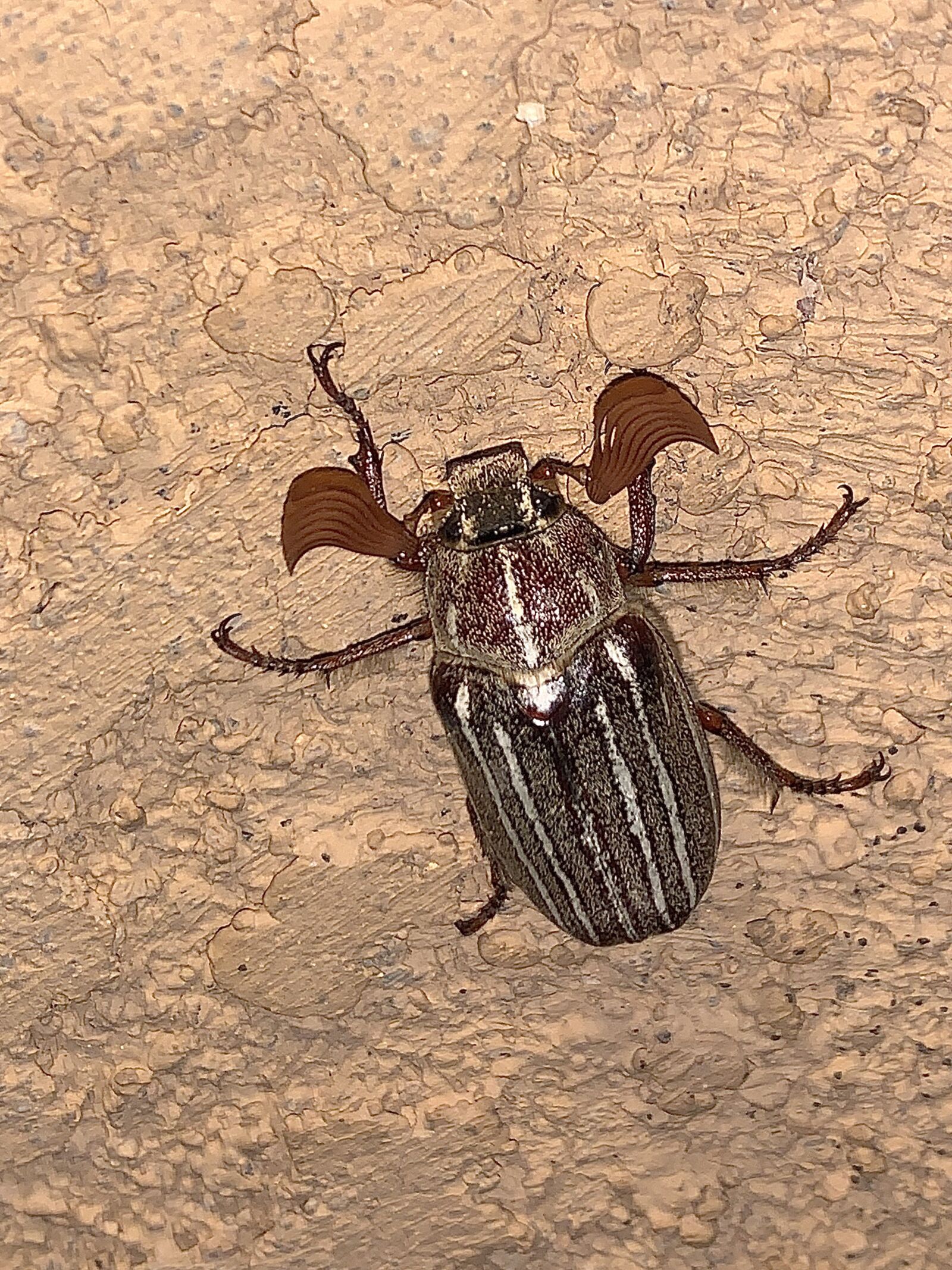 iPhone XS Max back dual camera 4.25mm f/1.8 sample photo. Beetle, nightmares, brown photography