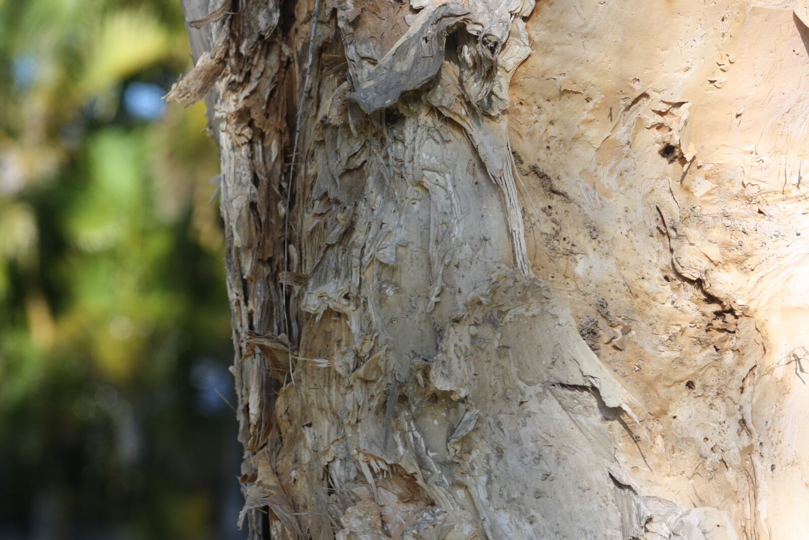 Canon EOS 1000D (EOS Digital Rebel XS / EOS Kiss F) sample photo. Paperbark, melaleuca, trunk photography