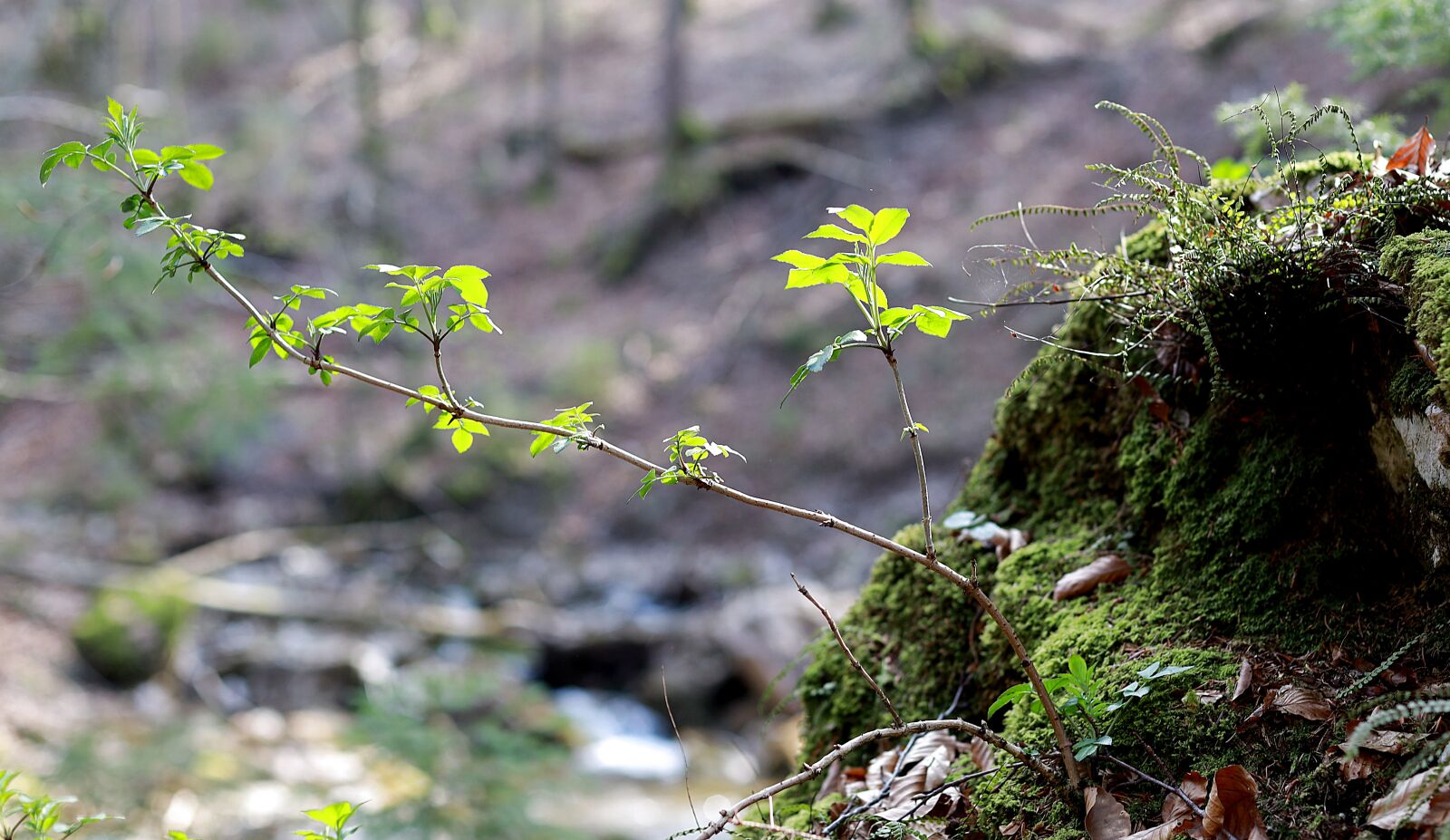 Canon EF 50mm F1.4 USM sample photo. Branch, young drove, spring photography