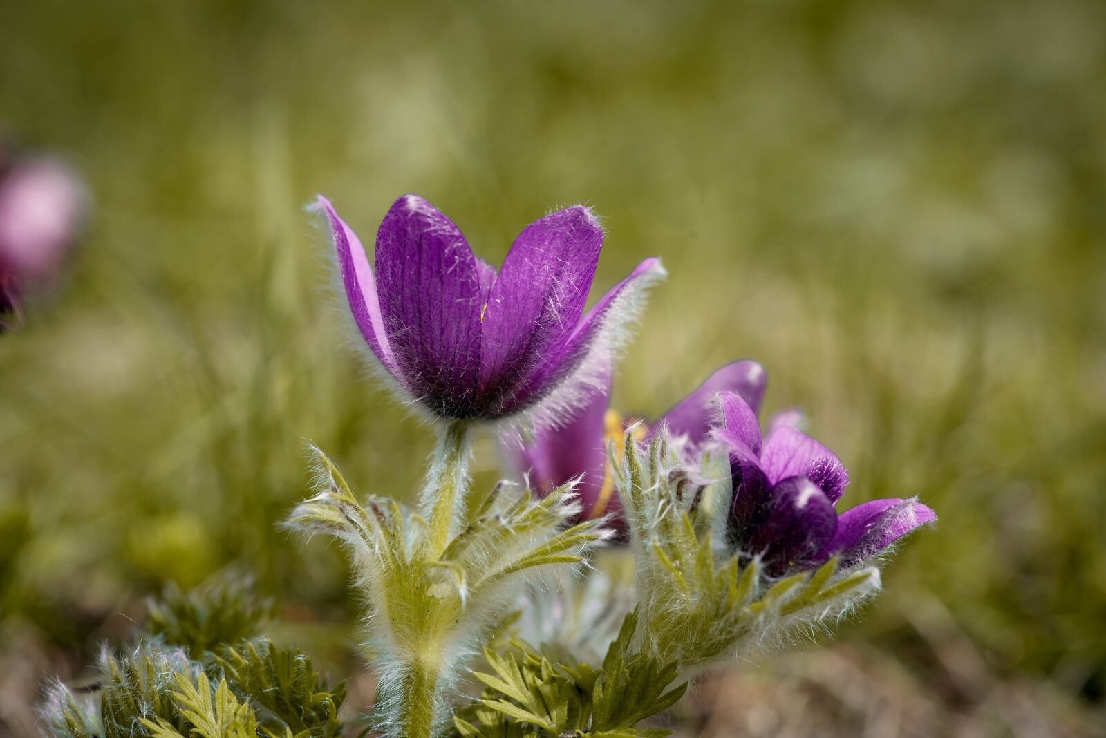 Nikon D750 sample photo. Anemone, flowers, purple photography