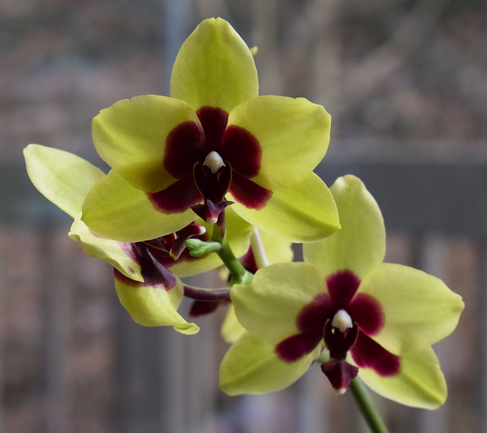 Nikon D3300 sample photo. Hybrid phalaenopsis, phalaenopsis, orchid photography