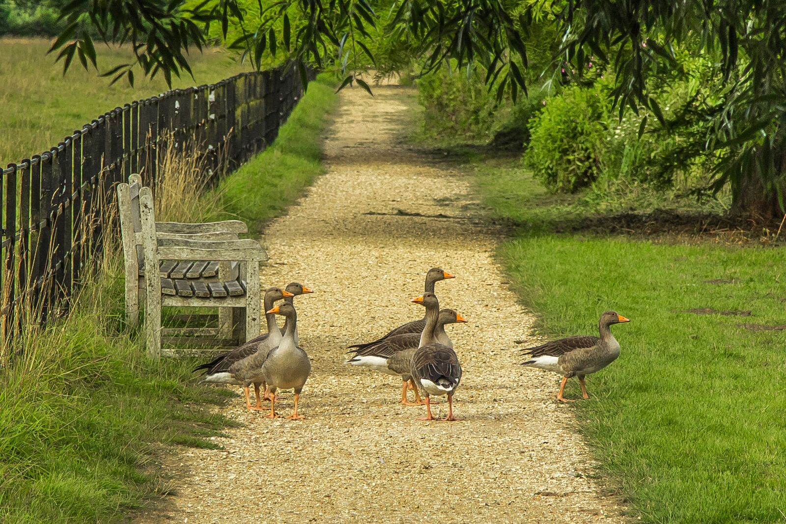 Canon EOS 60D sample photo. Geese, nature, park photography