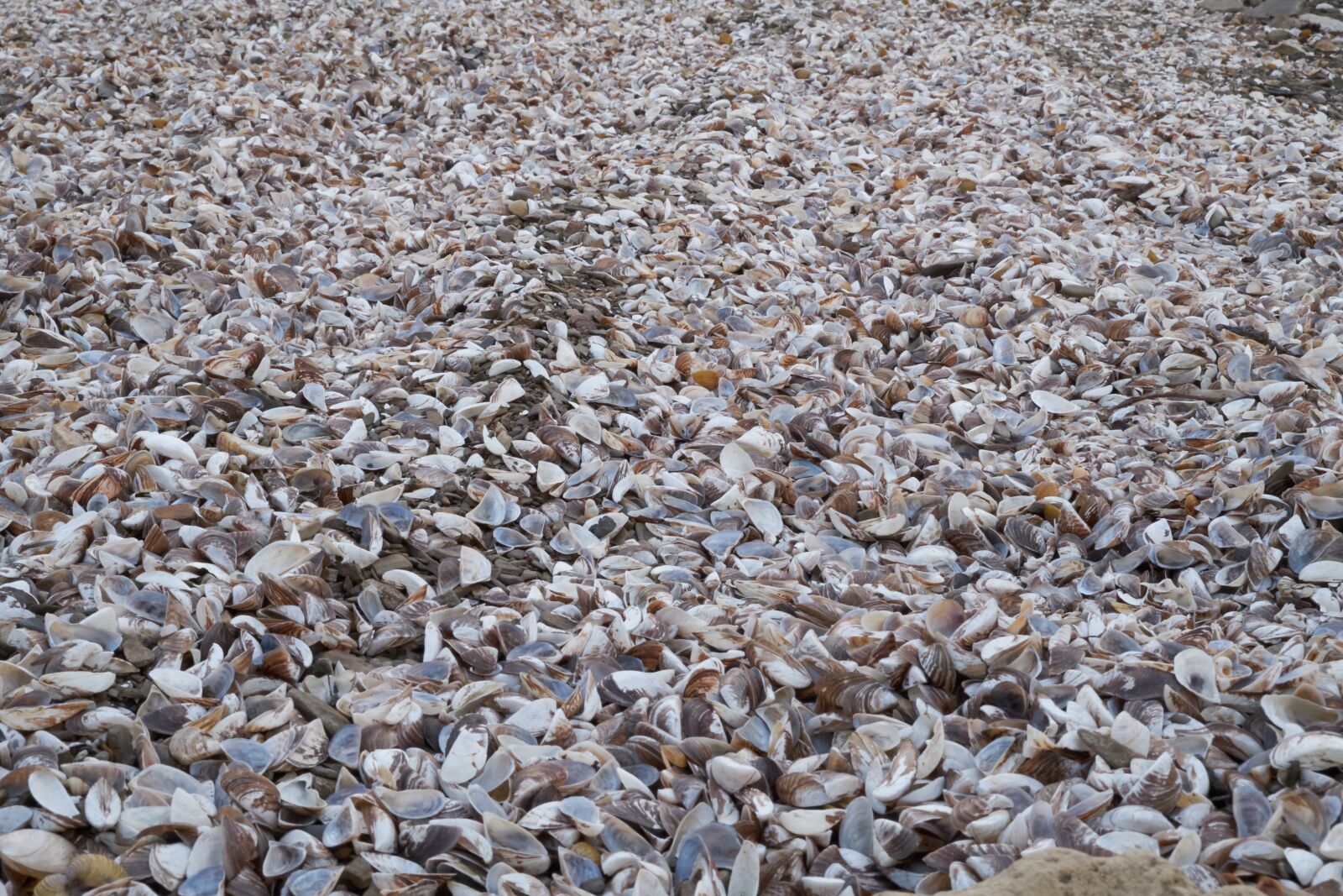 Fujifilm XF 18-55mm F2.8-4 R LM OIS sample photo. Mussels, coquina, shellfish photography