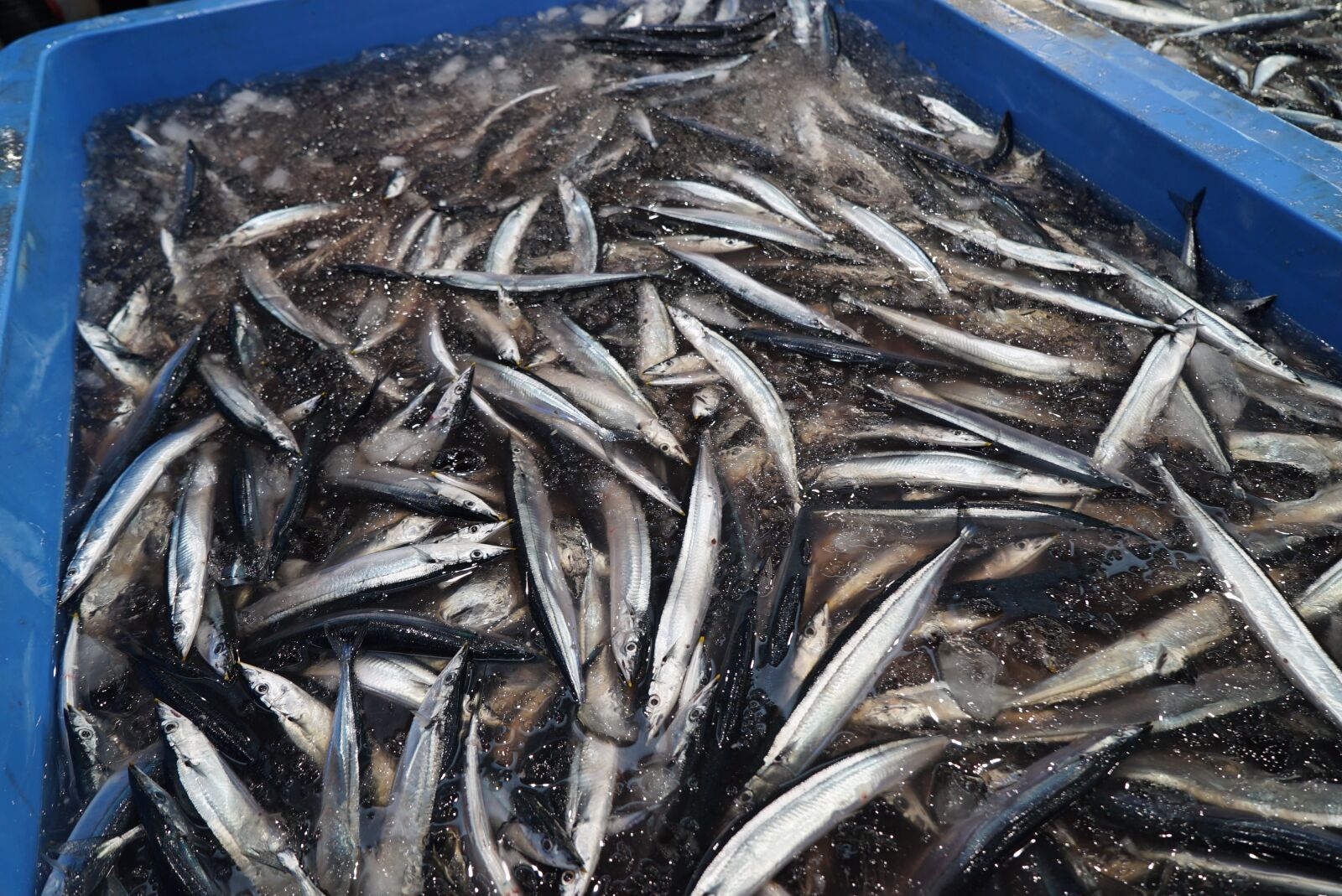 Sony a7S + Sony Vario Tessar T* FE 24-70mm F4 ZA OSS sample photo. Pacific saury, fish, fishing photography