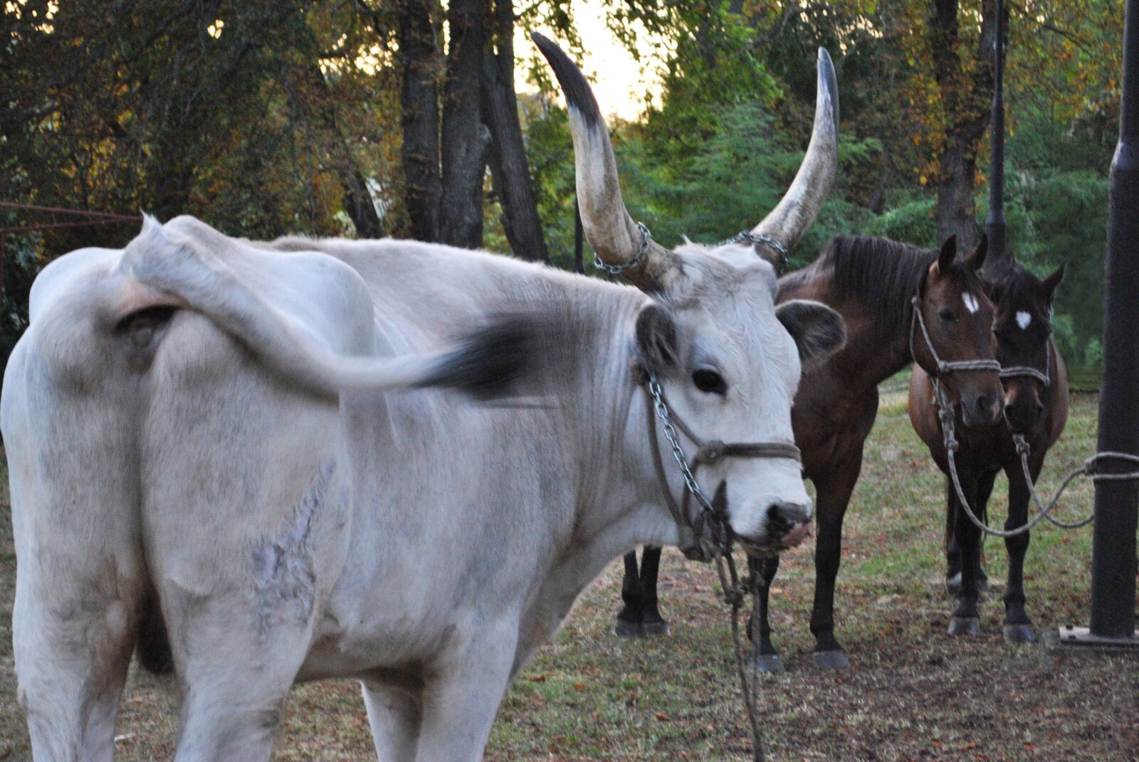 Nikon D3000 sample photo. Grey cattle, beef, bull photography