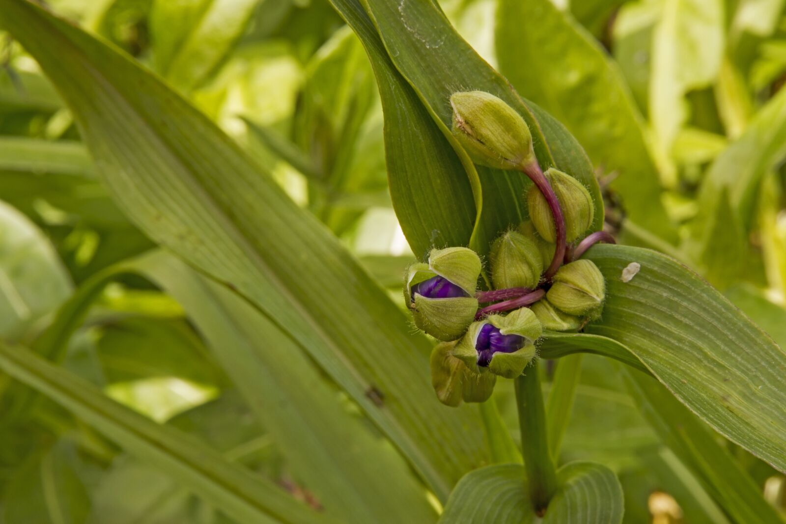 Canon EOS 7D sample photo. Three master of flowers photography