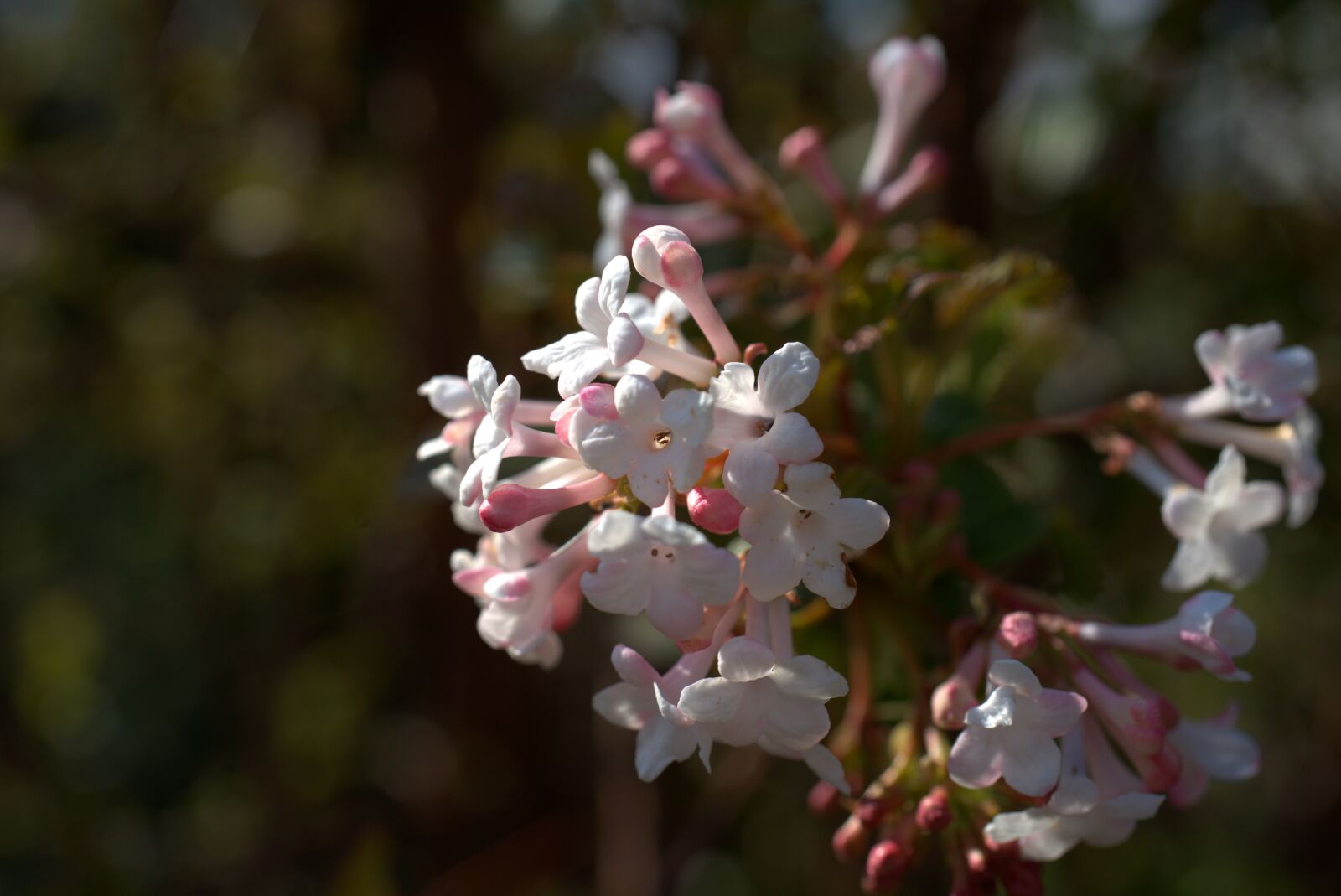 Sony FE 50mm F2.8 Macro sample photo. Flowers, branch, spring photography